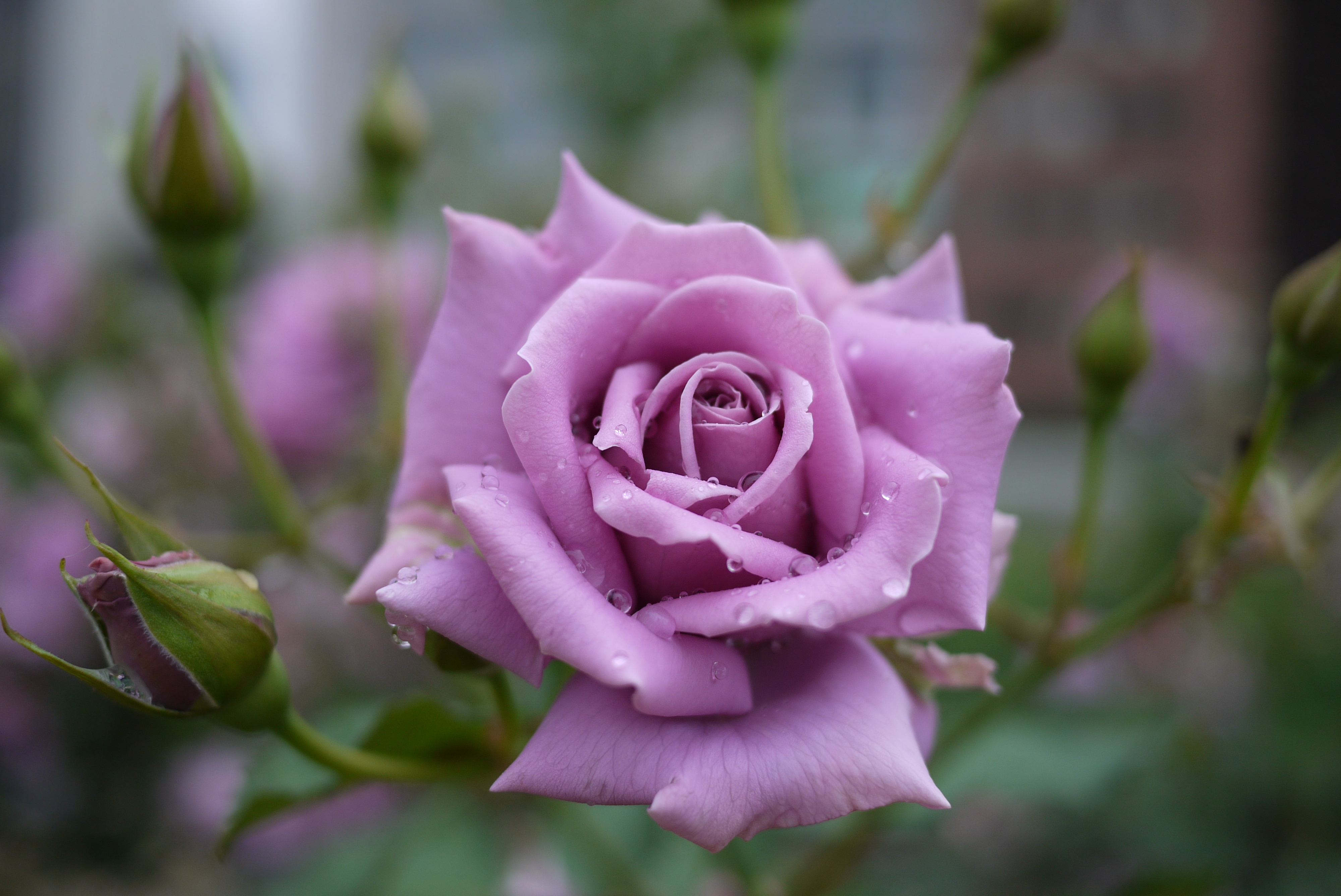 Wallpapers rose pink rose drops of rain on the desktop