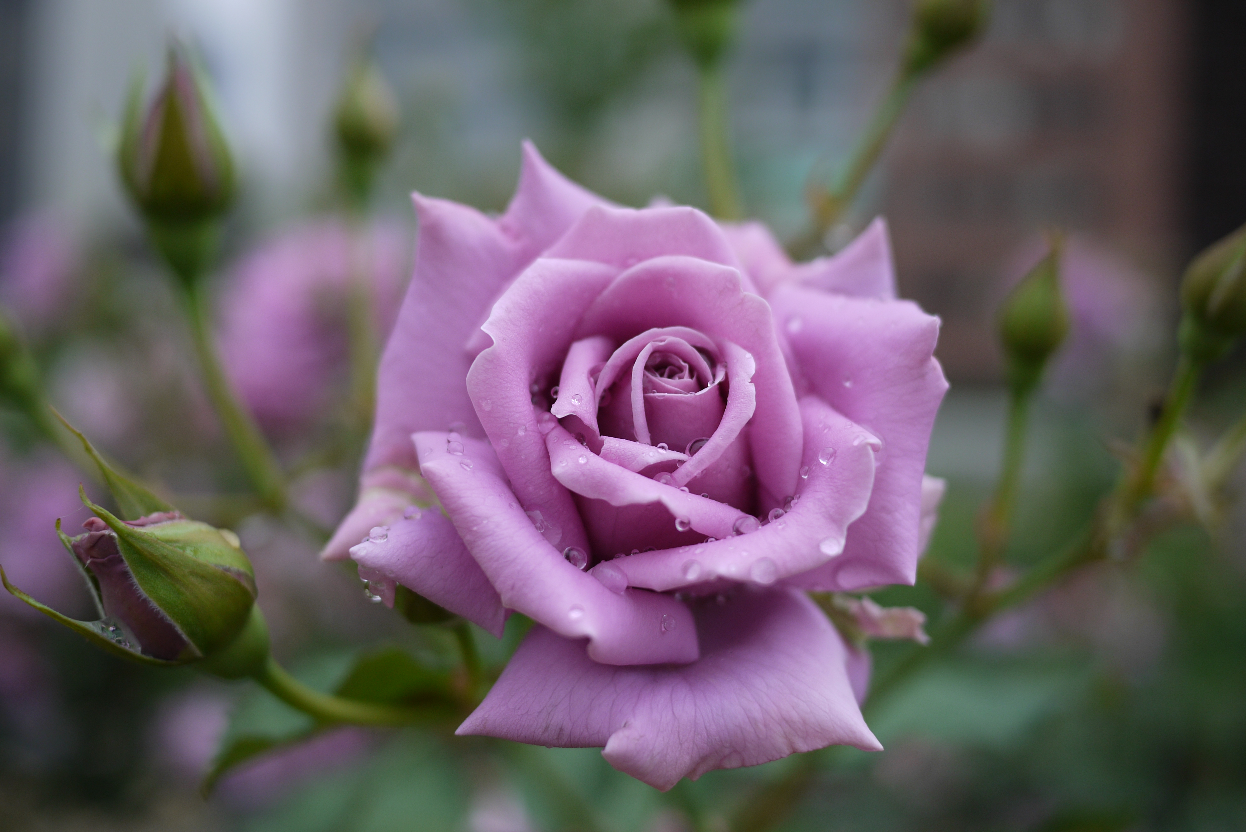 Обои роза розовая роза капли дождя на рабочий стол