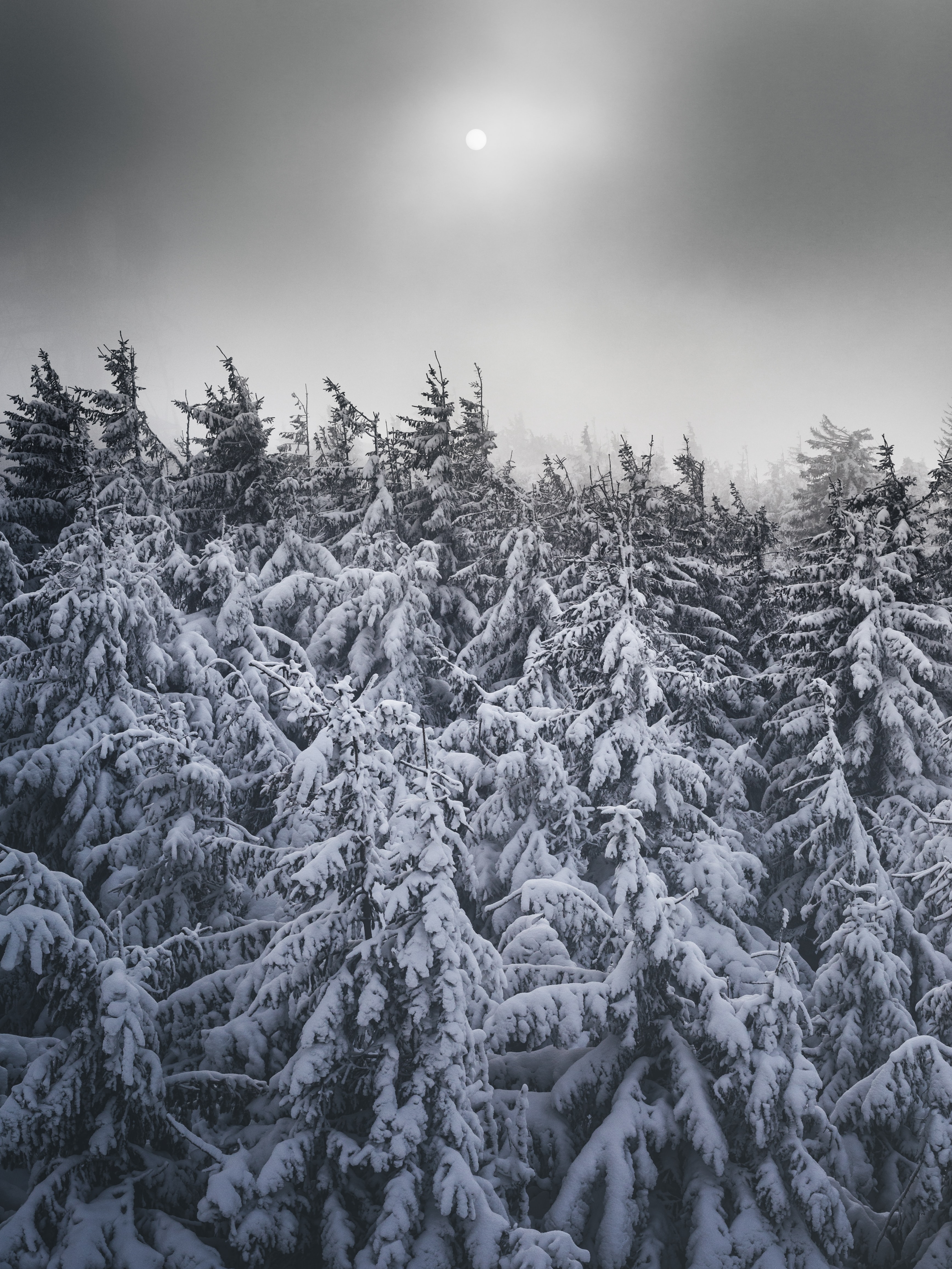 Free photo Frozen trees on a cold winter day