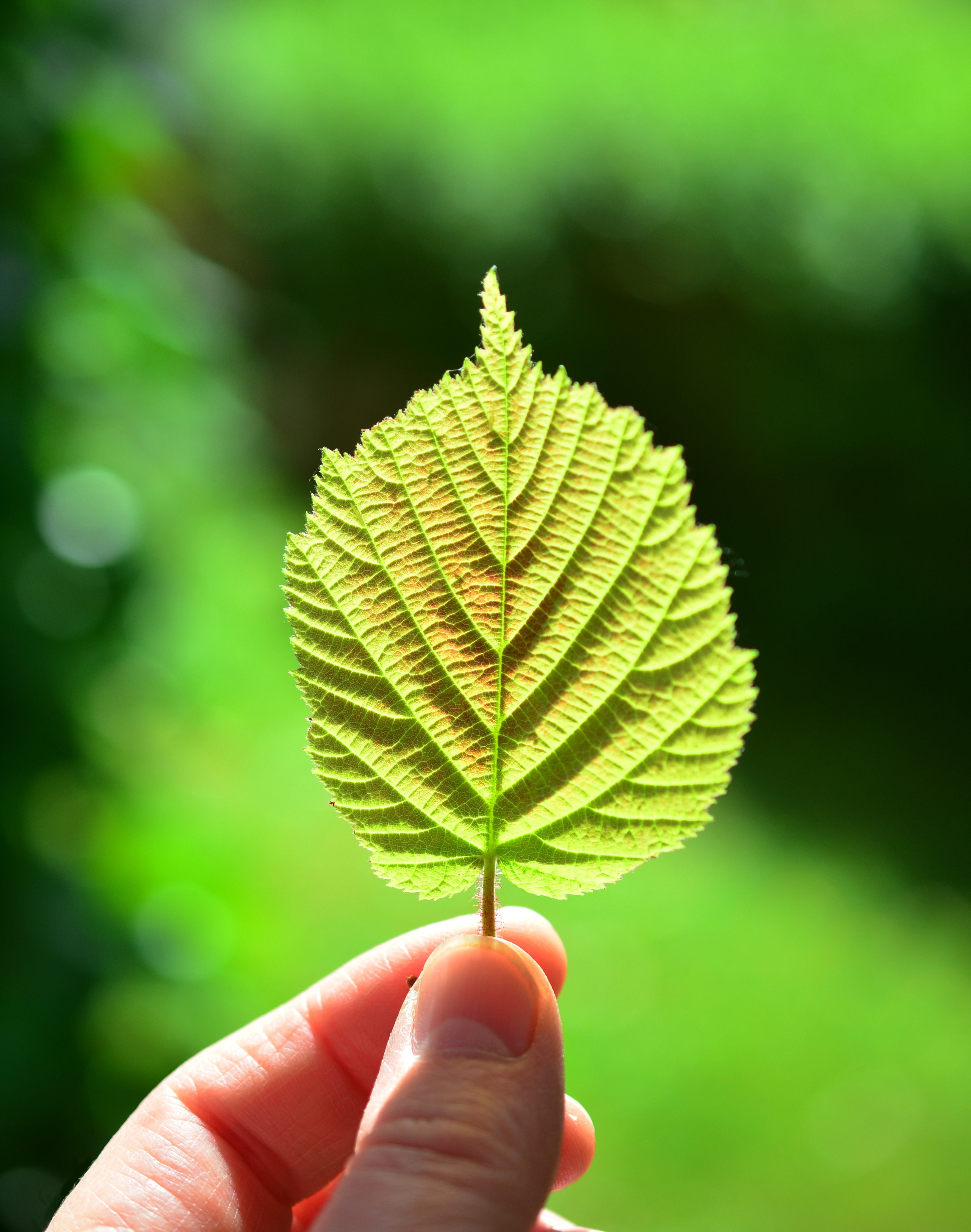 The texture of a green leaf in close-up