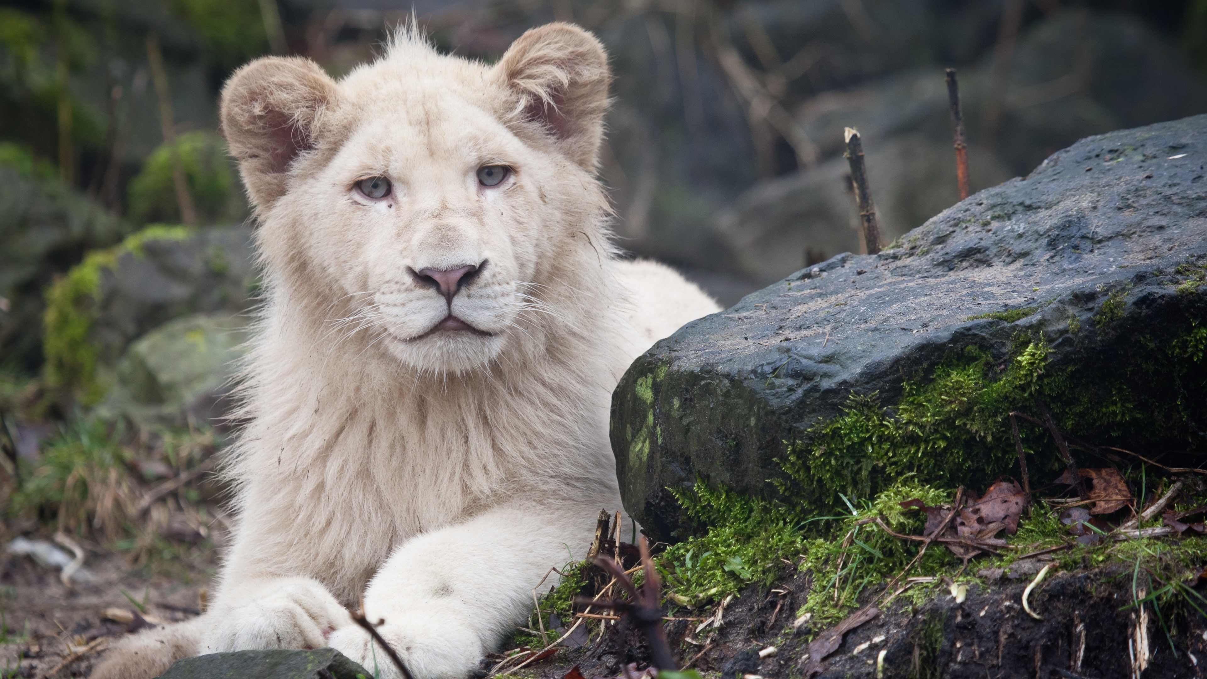 Free photo A white lion looks at the photographer