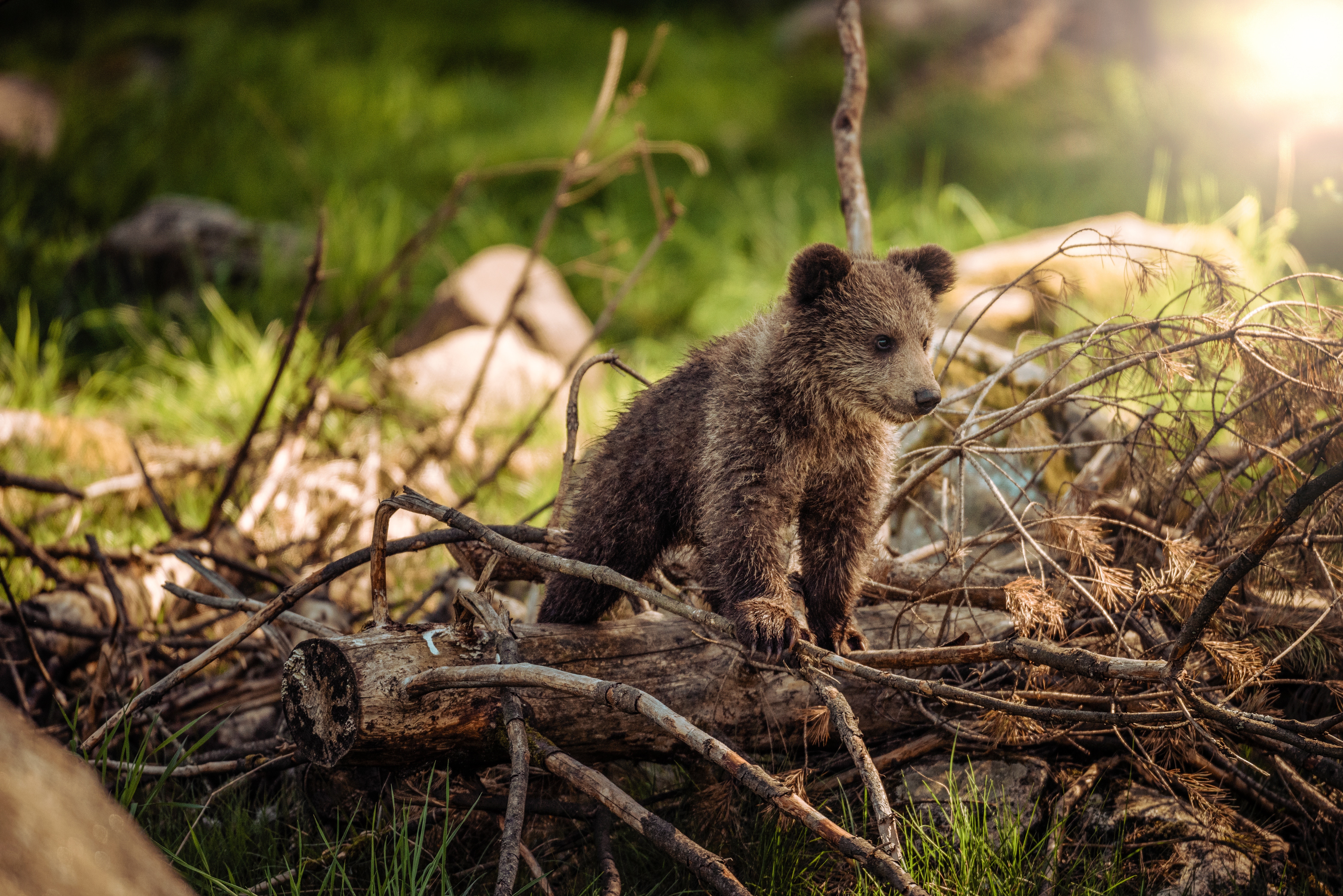 Wallpapers bear nature animals on the desktop