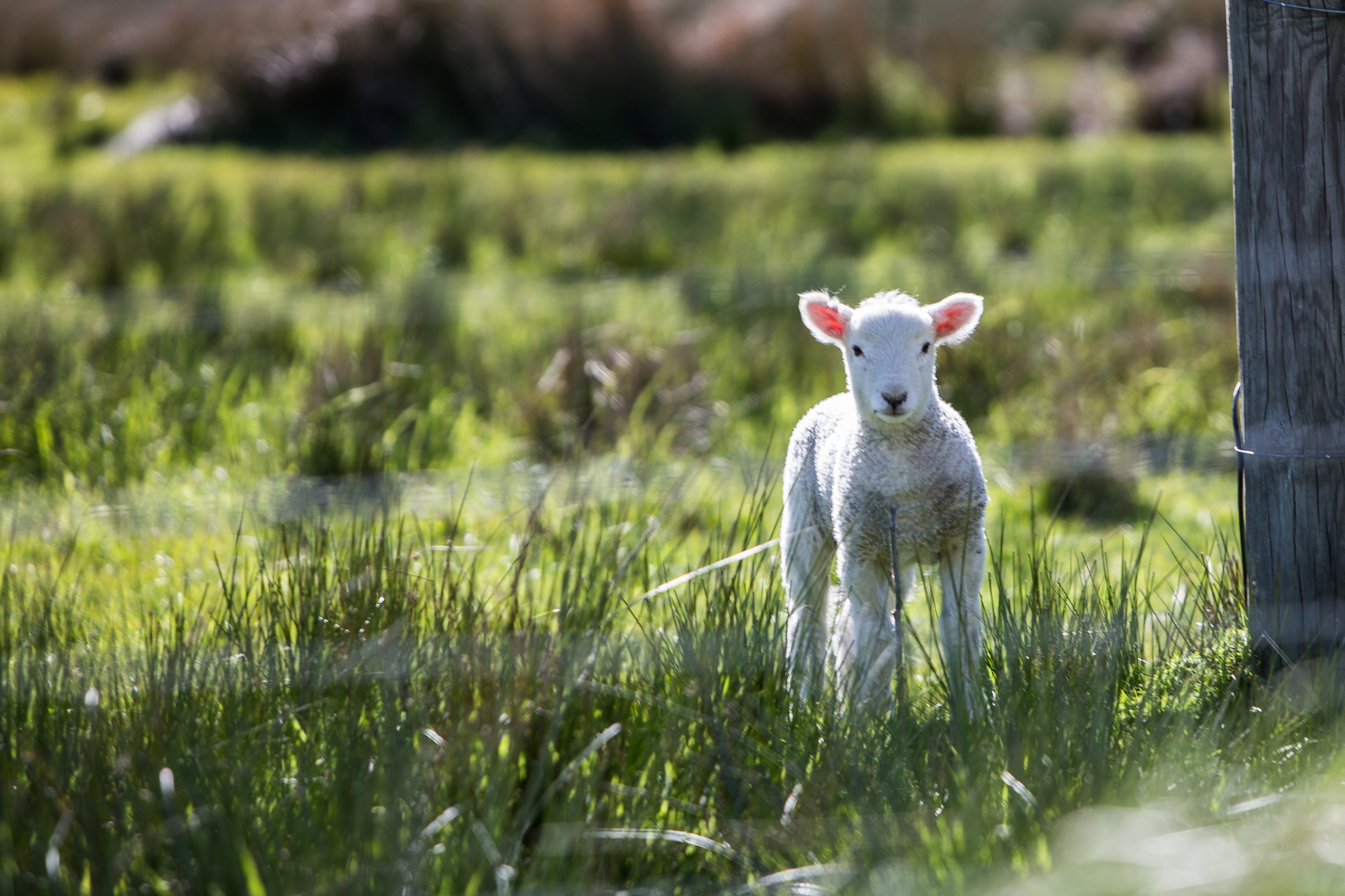 Free photo Cute white goat