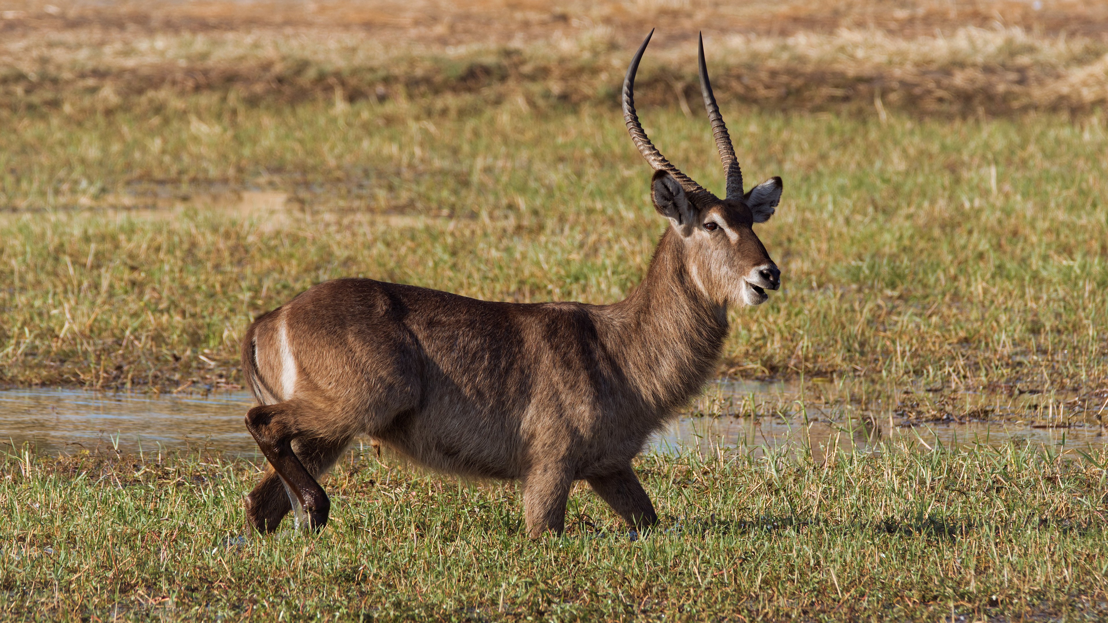 Free photo Water antelope in the wetlands