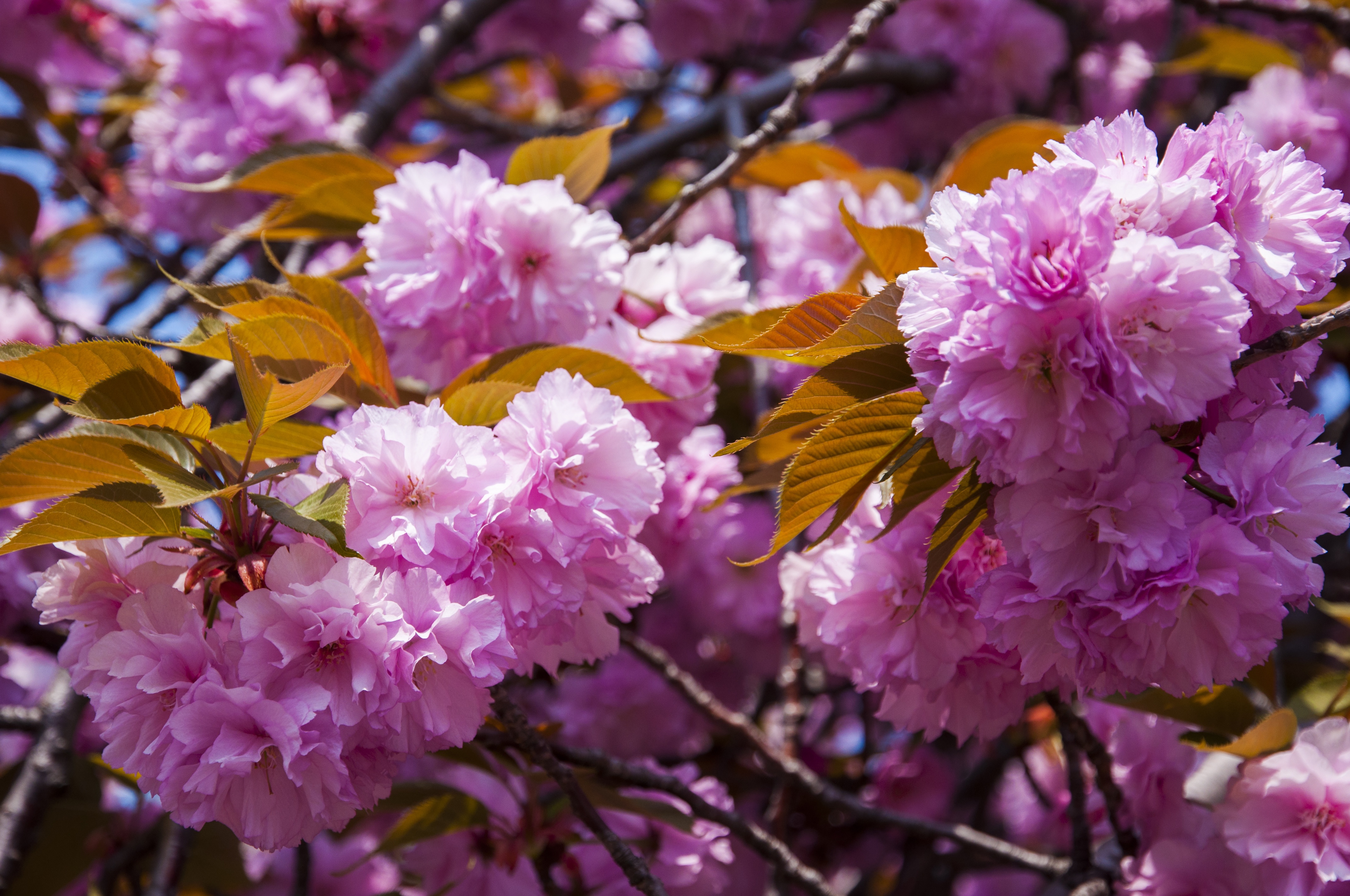 Free photo Sakura background