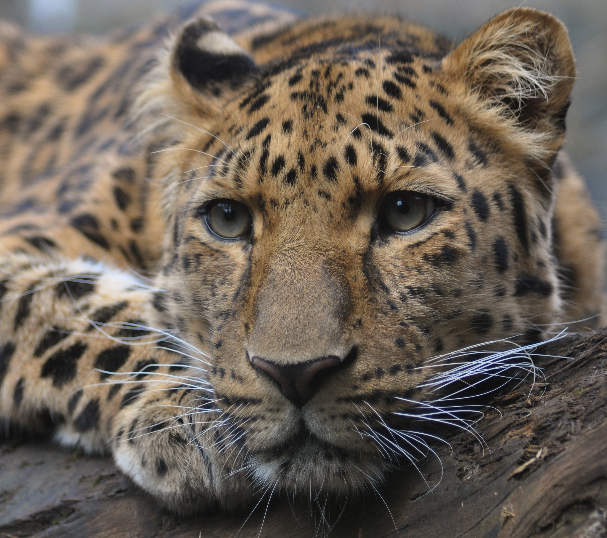 Free photo Free animal, the amur leopard is a beautiful wallpaper for desk