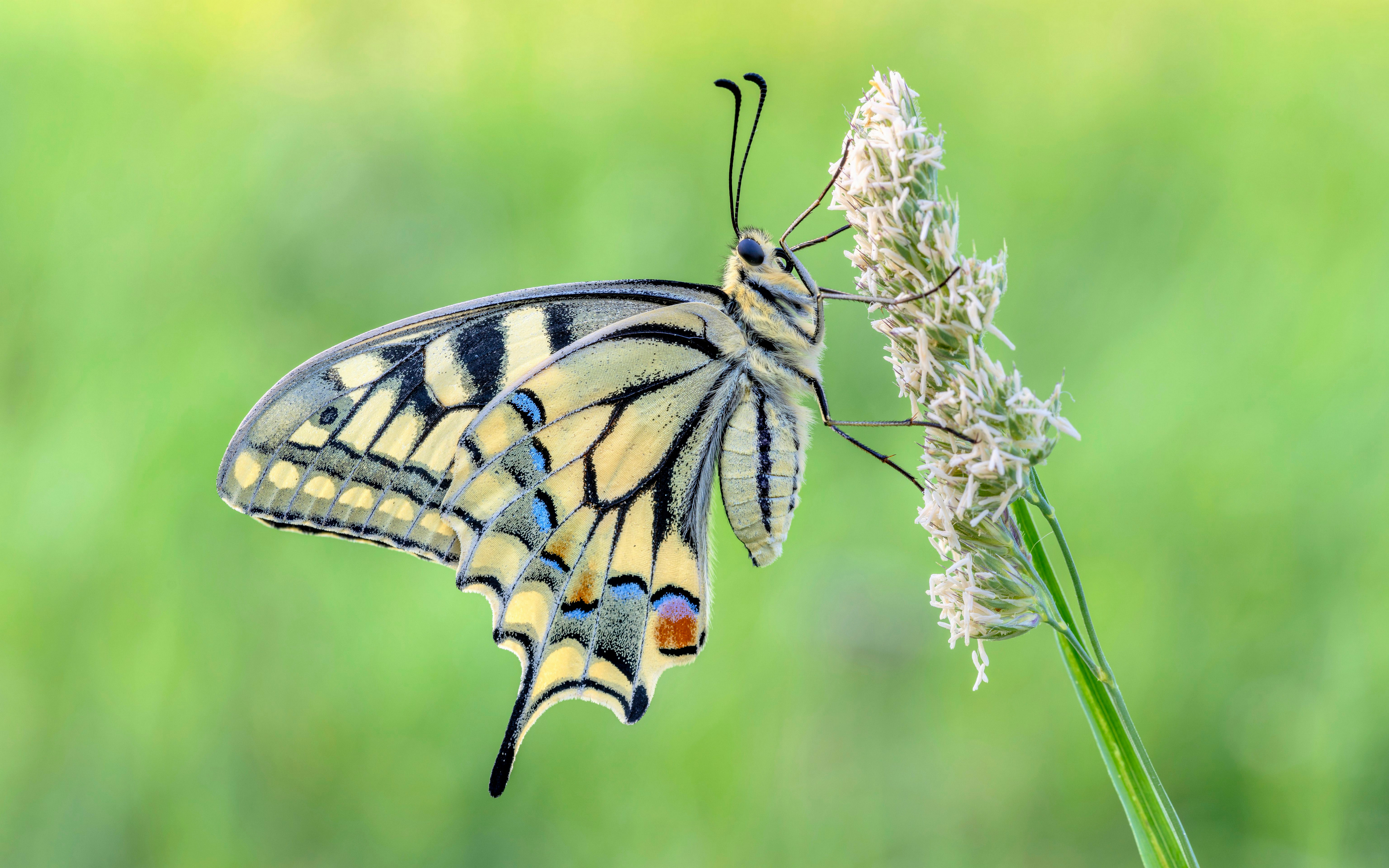 Free photo A multicolored light colored butterfly sits on the grass