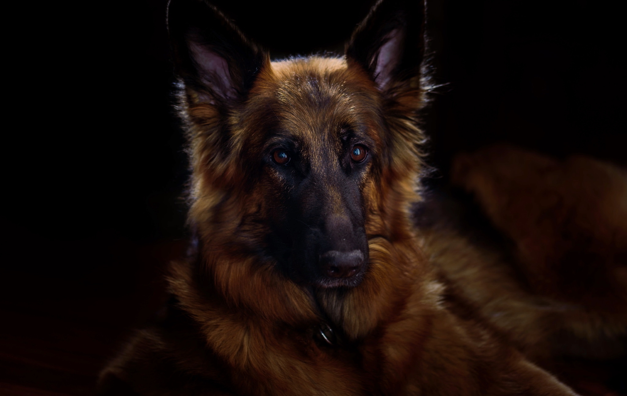 Wallpapers German Shepherd muzzle dog on the desktop