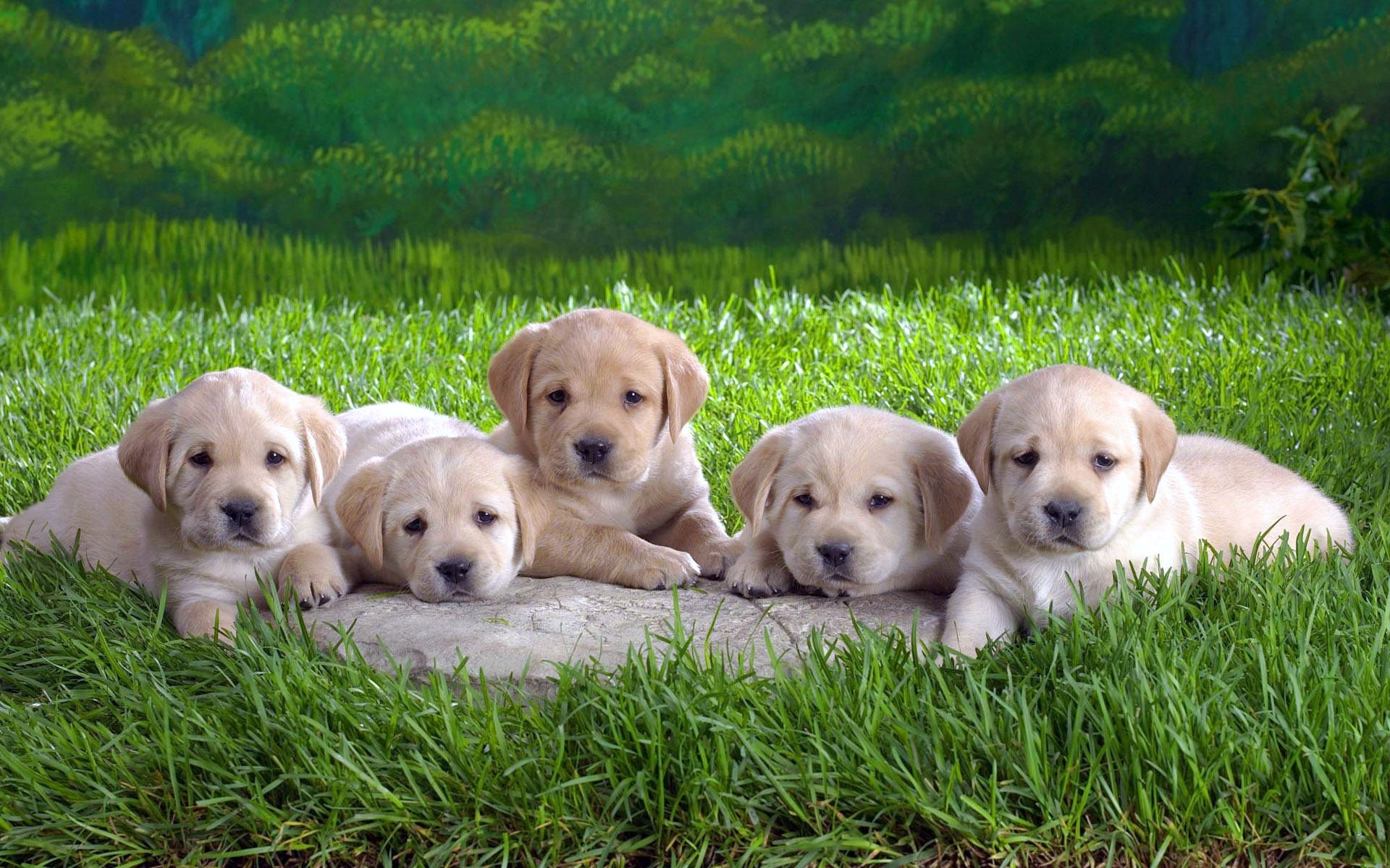Wallpapers labradors puppies grass on the desktop