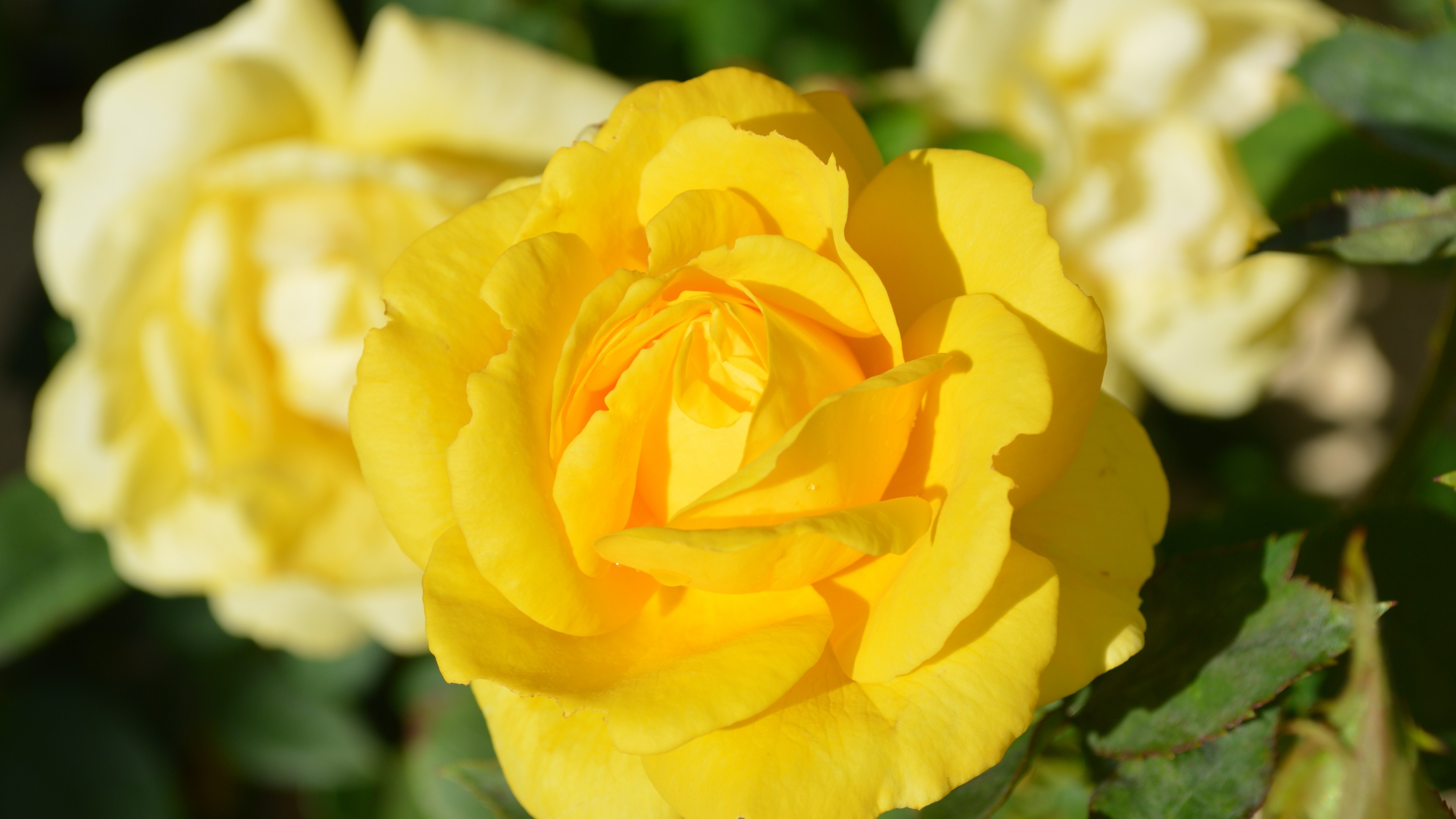 黄玫瑰花蕾