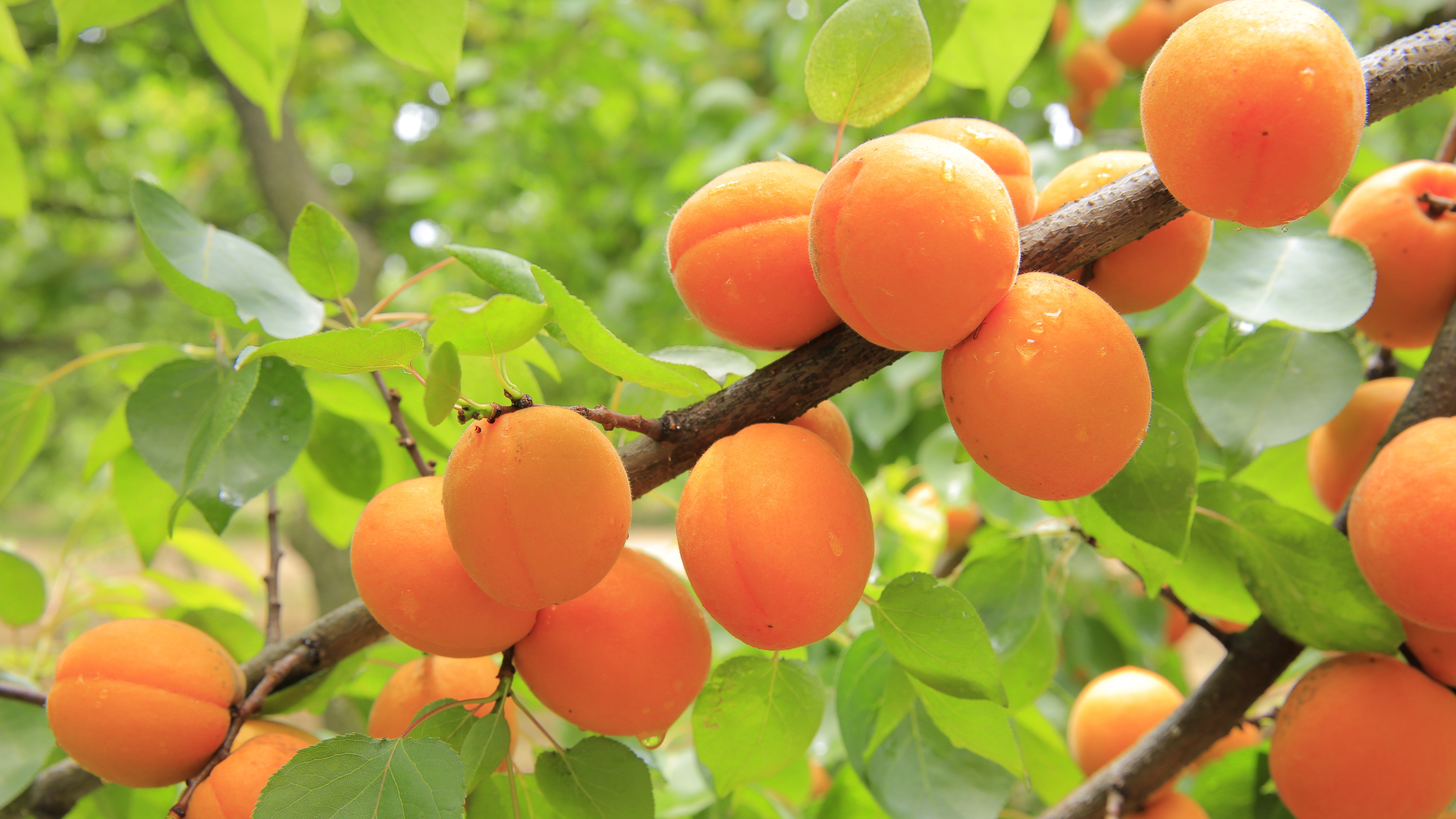 一根树枝上挂着成熟的橙色杏子
