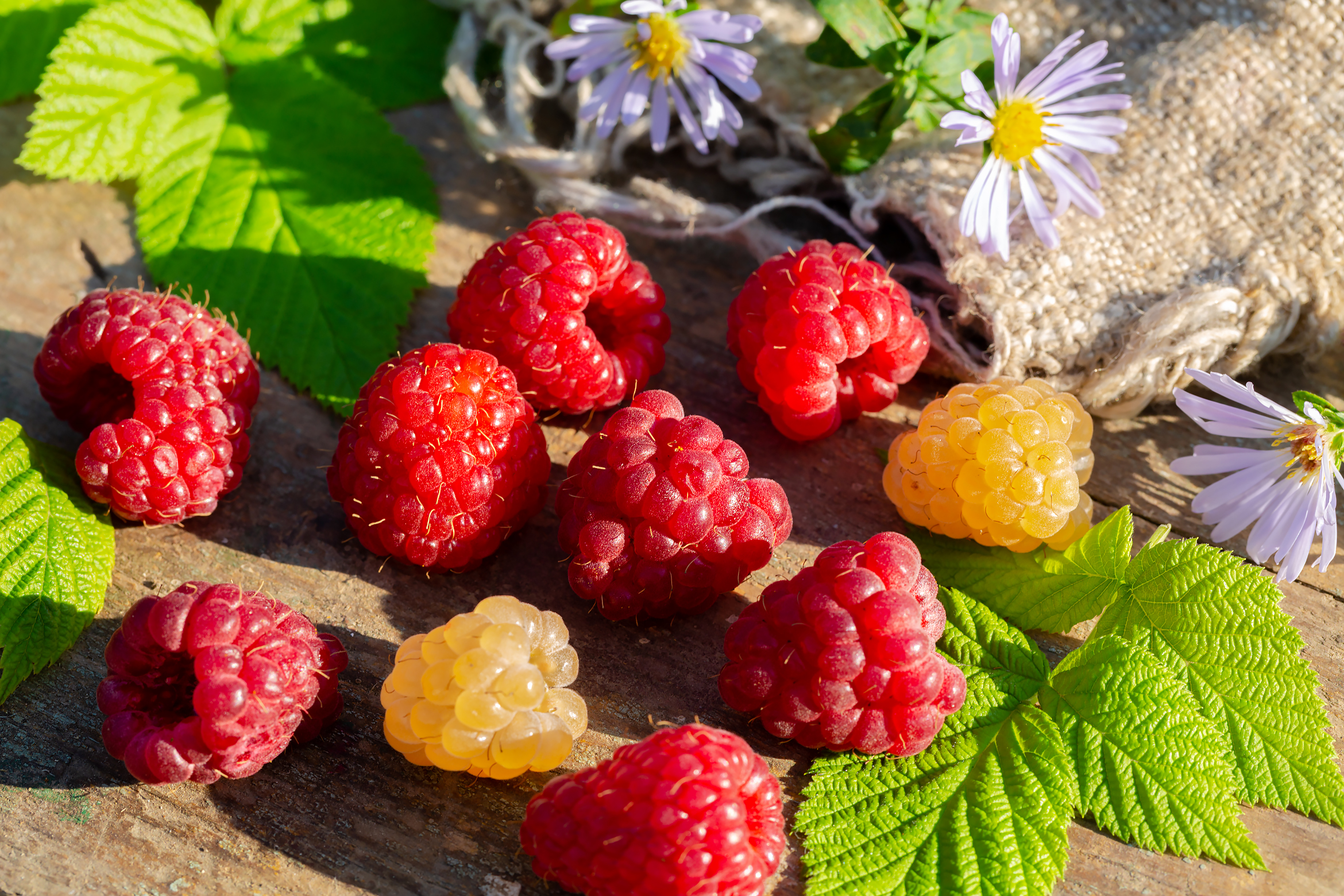 Free photo Still Life with Raspberries