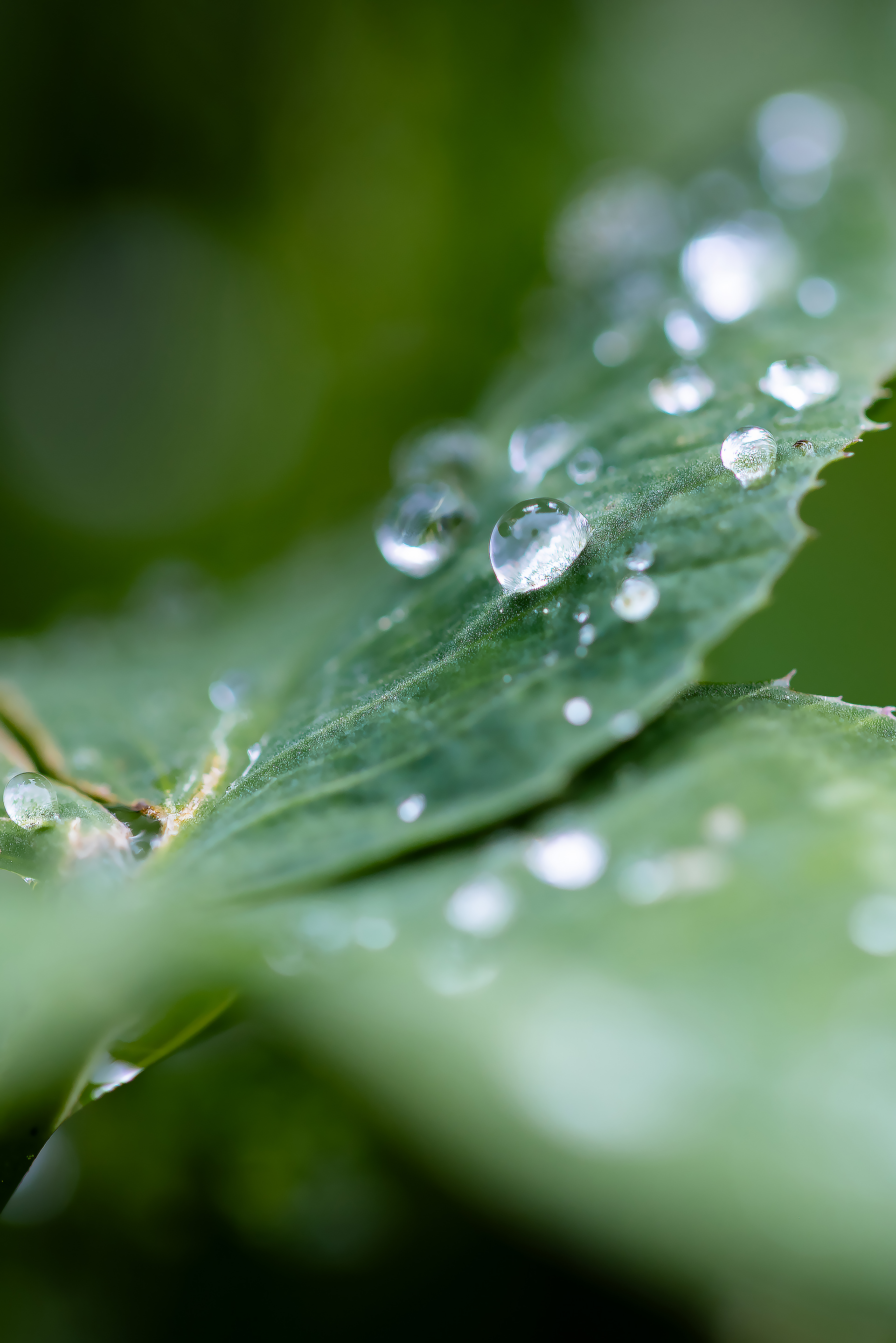 Бесплатное фото Капли дождя крупным планом