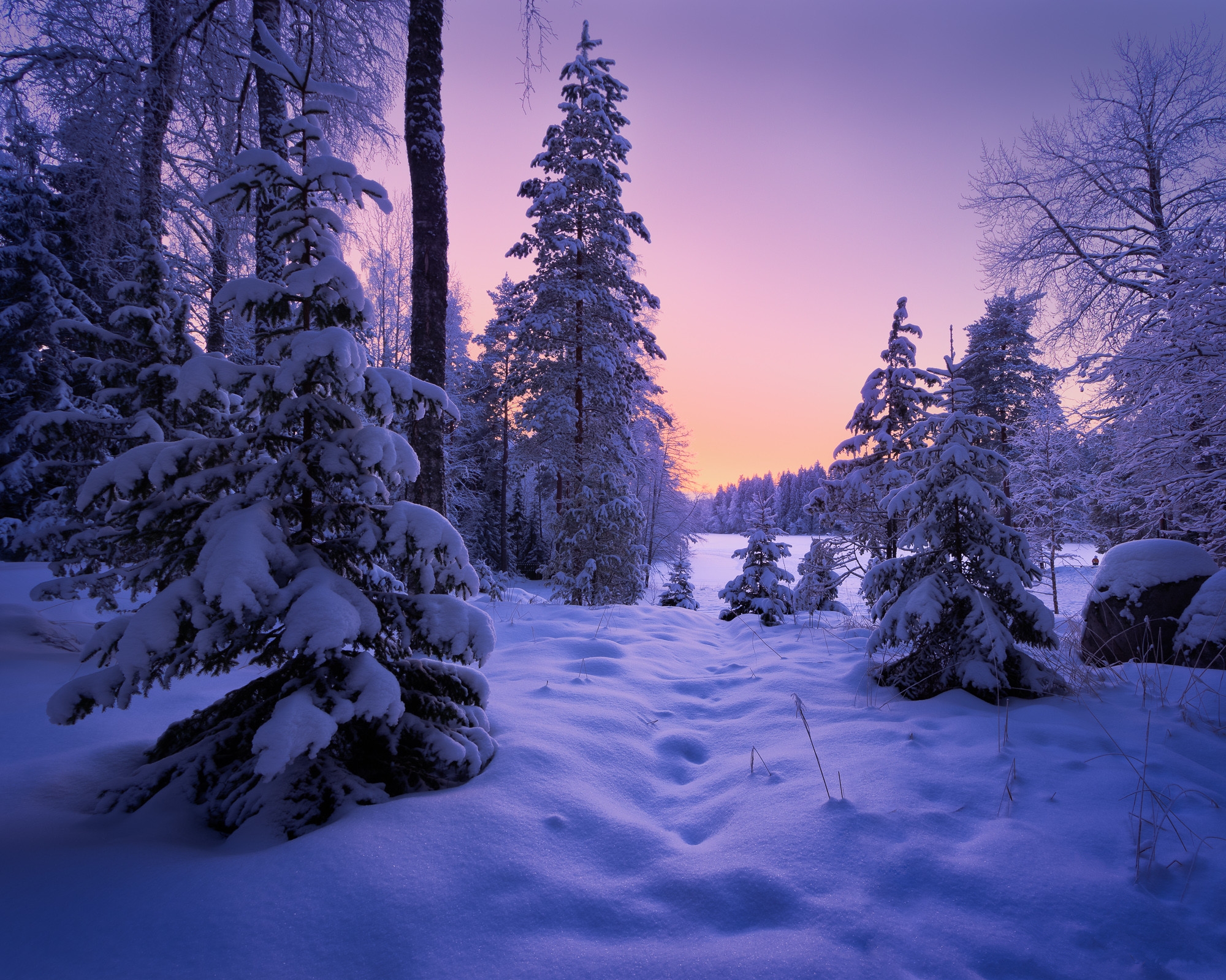 Wallpapers snow in the forest trees sunset on the desktop
