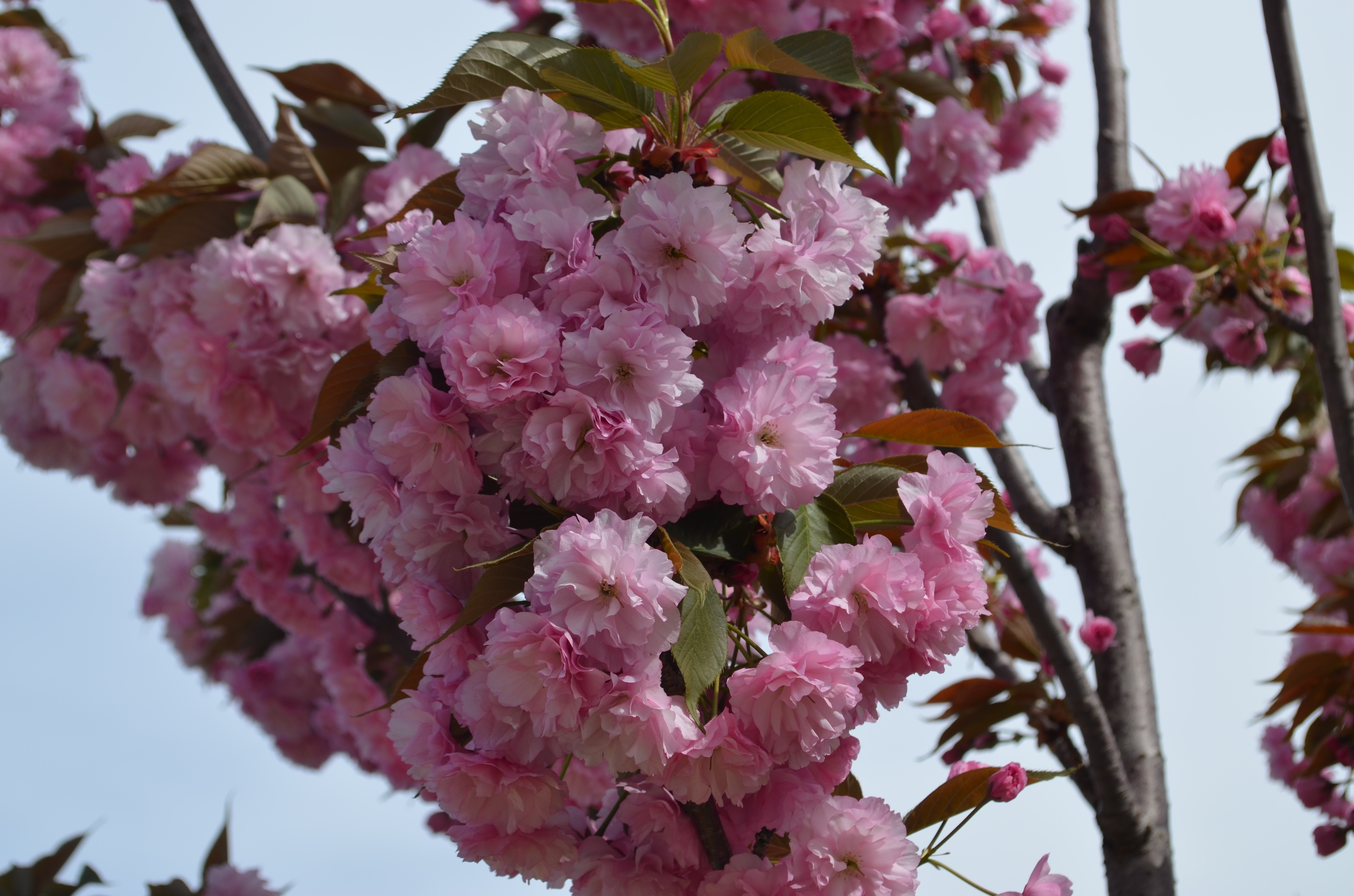 Free photo A bunch of pink flowers