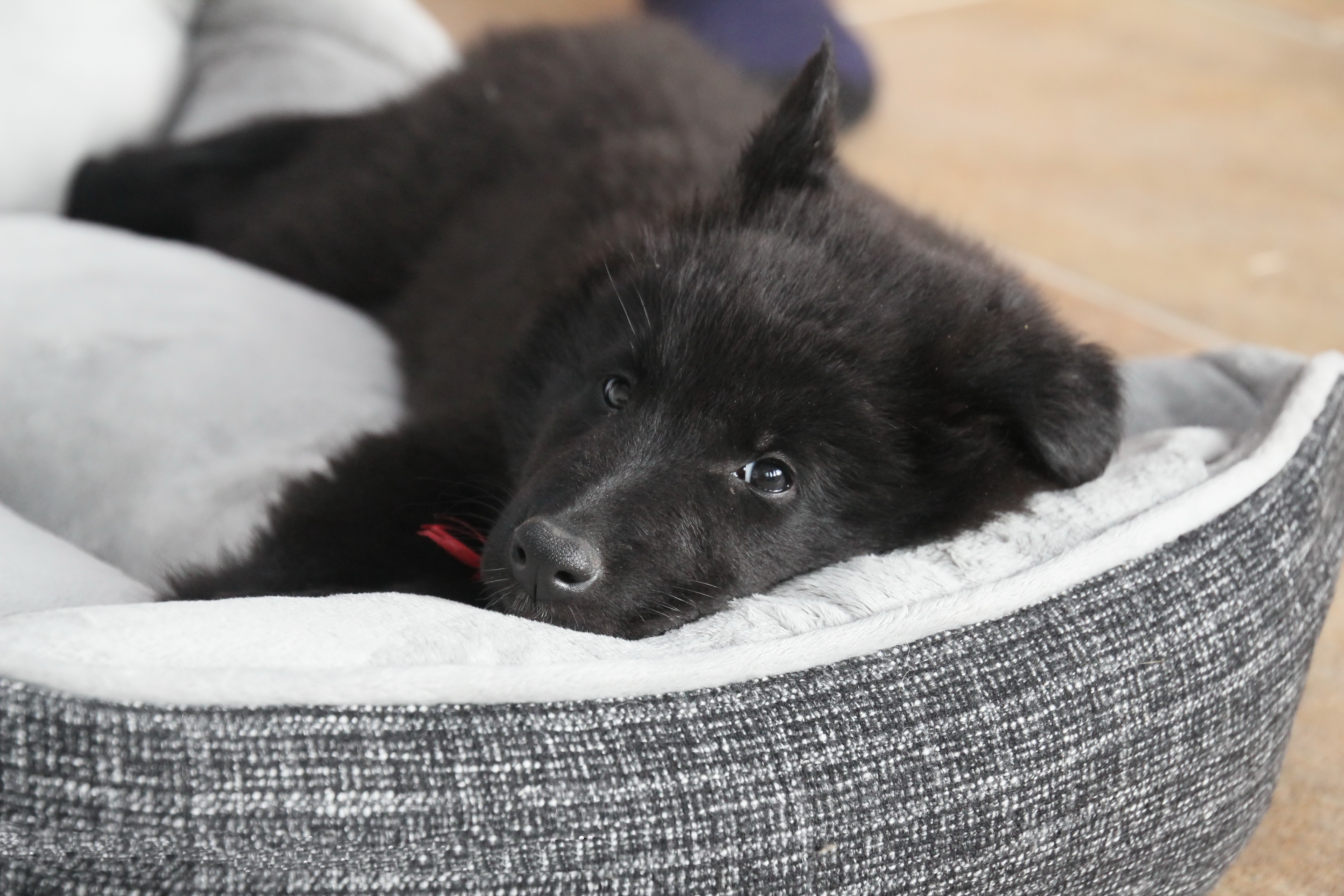 桌面上的壁纸在家 幼犬 狗