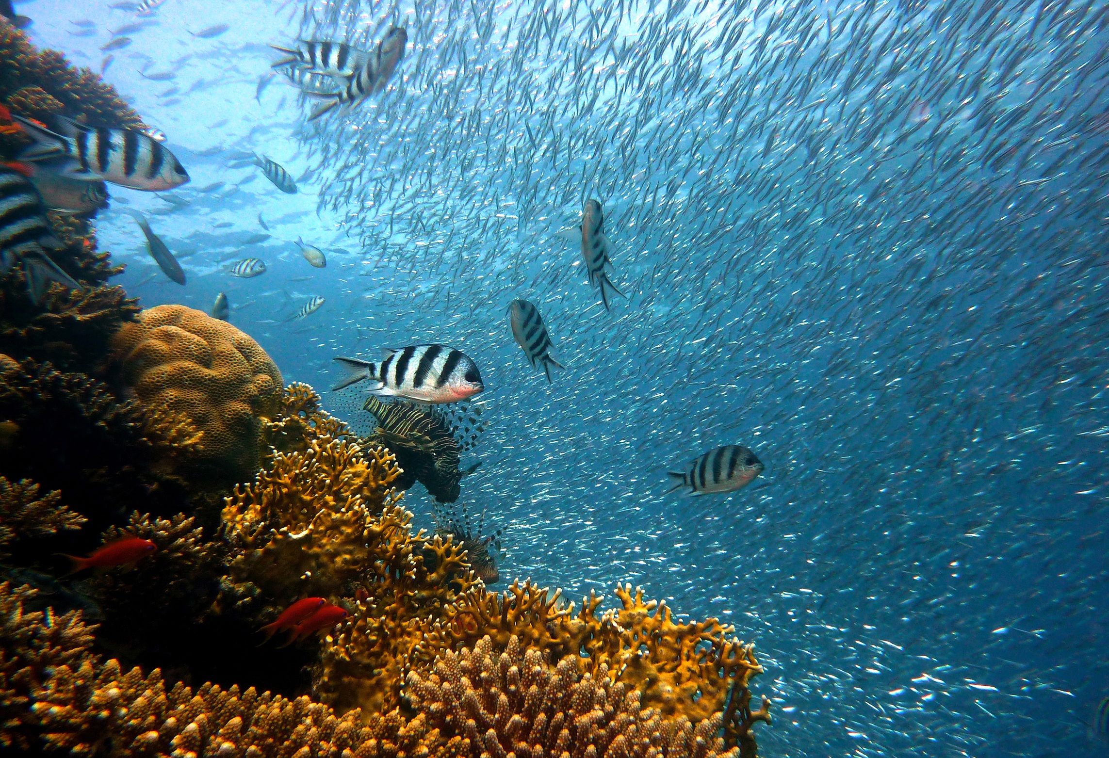 Wallpapers colorful coral reef sea on the desktop