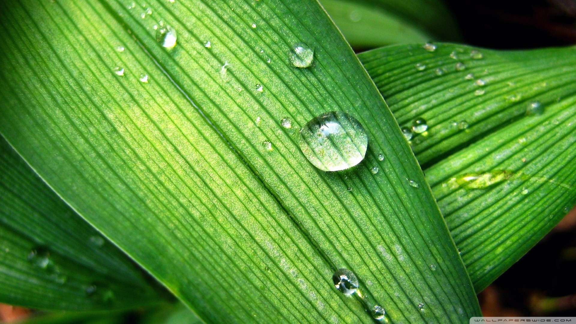 Free photo A drop of water on a big green leaf.
