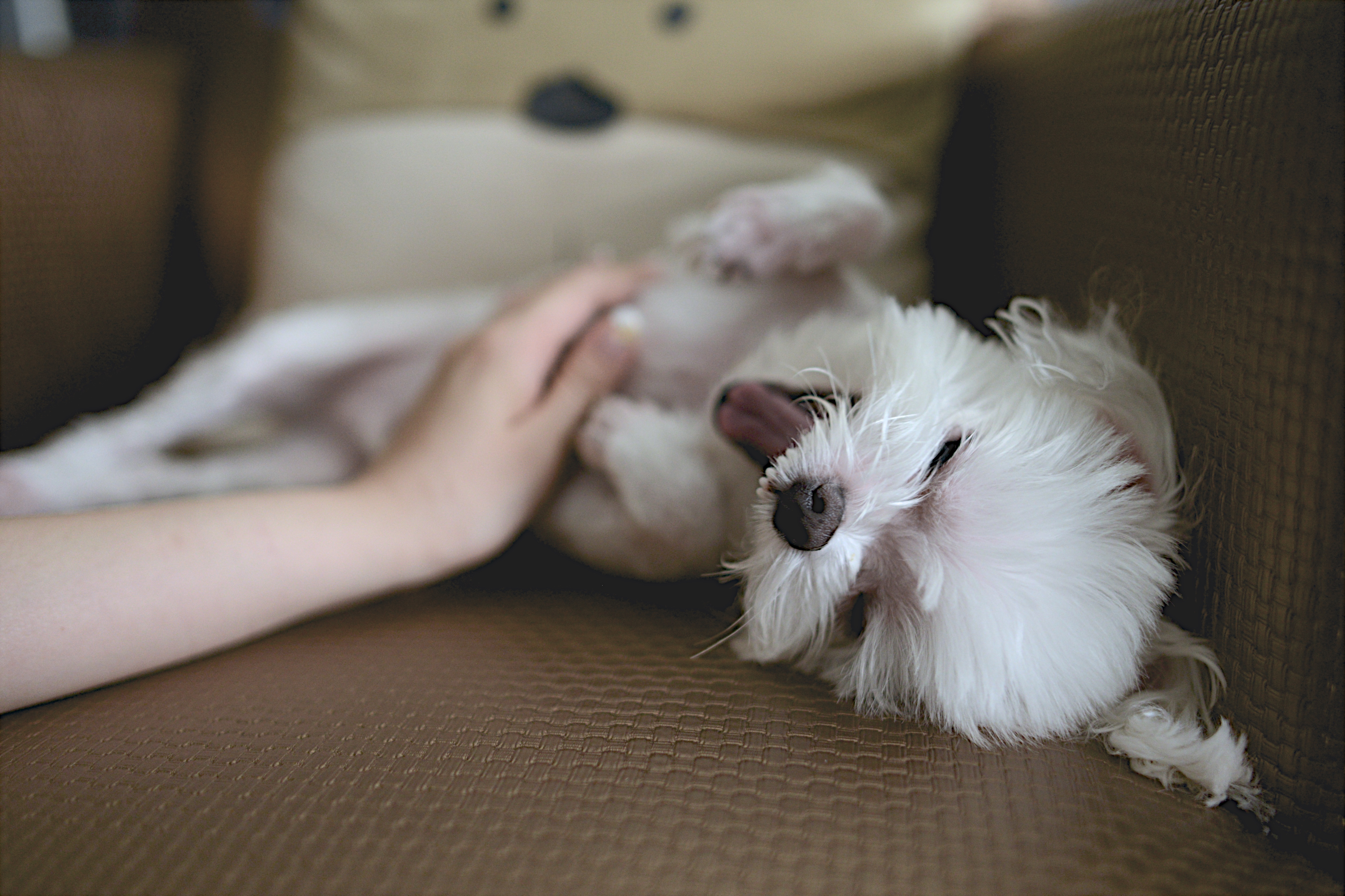 West Highland White Terrier lying on the couch.