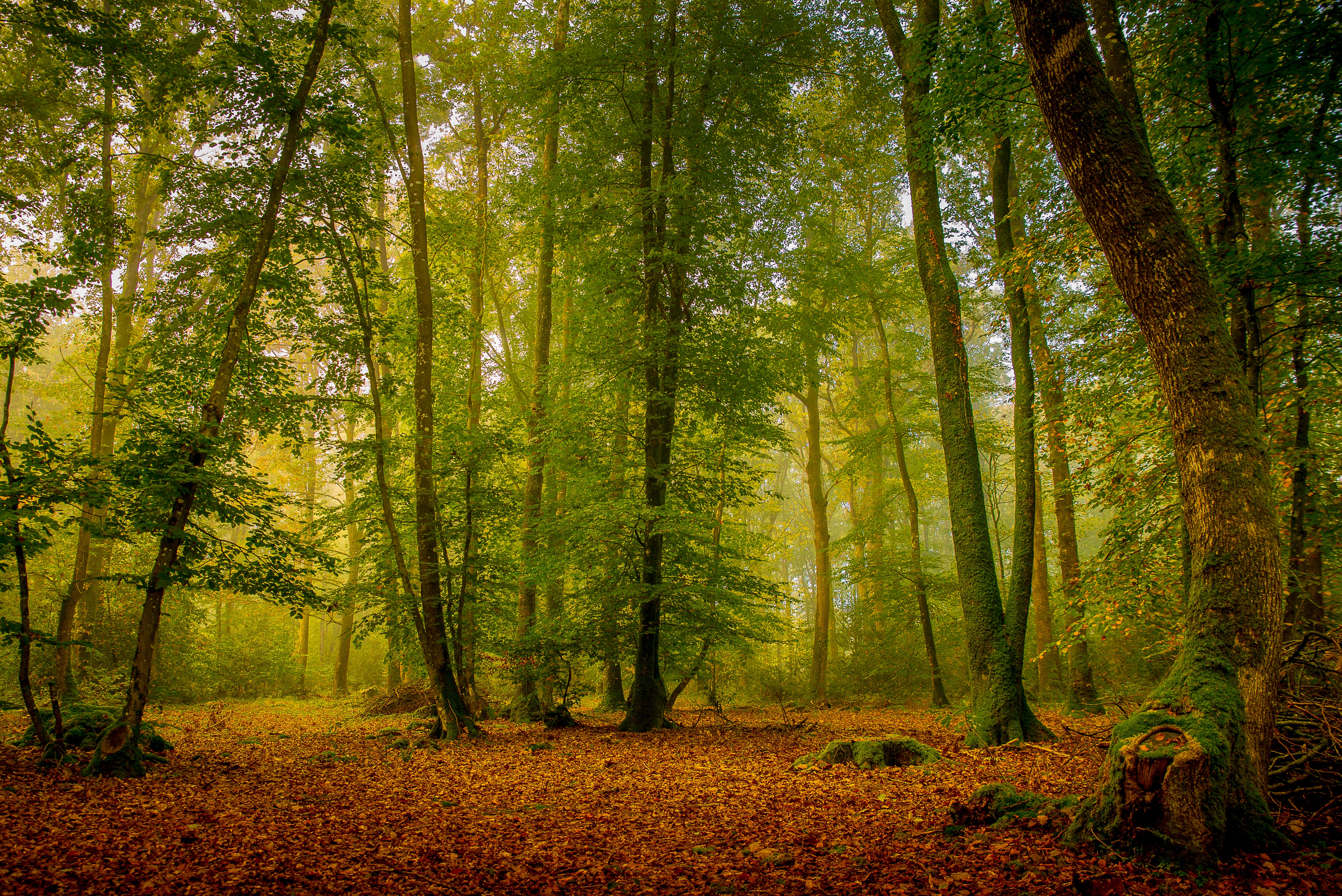 Free photo Enchanted Forest