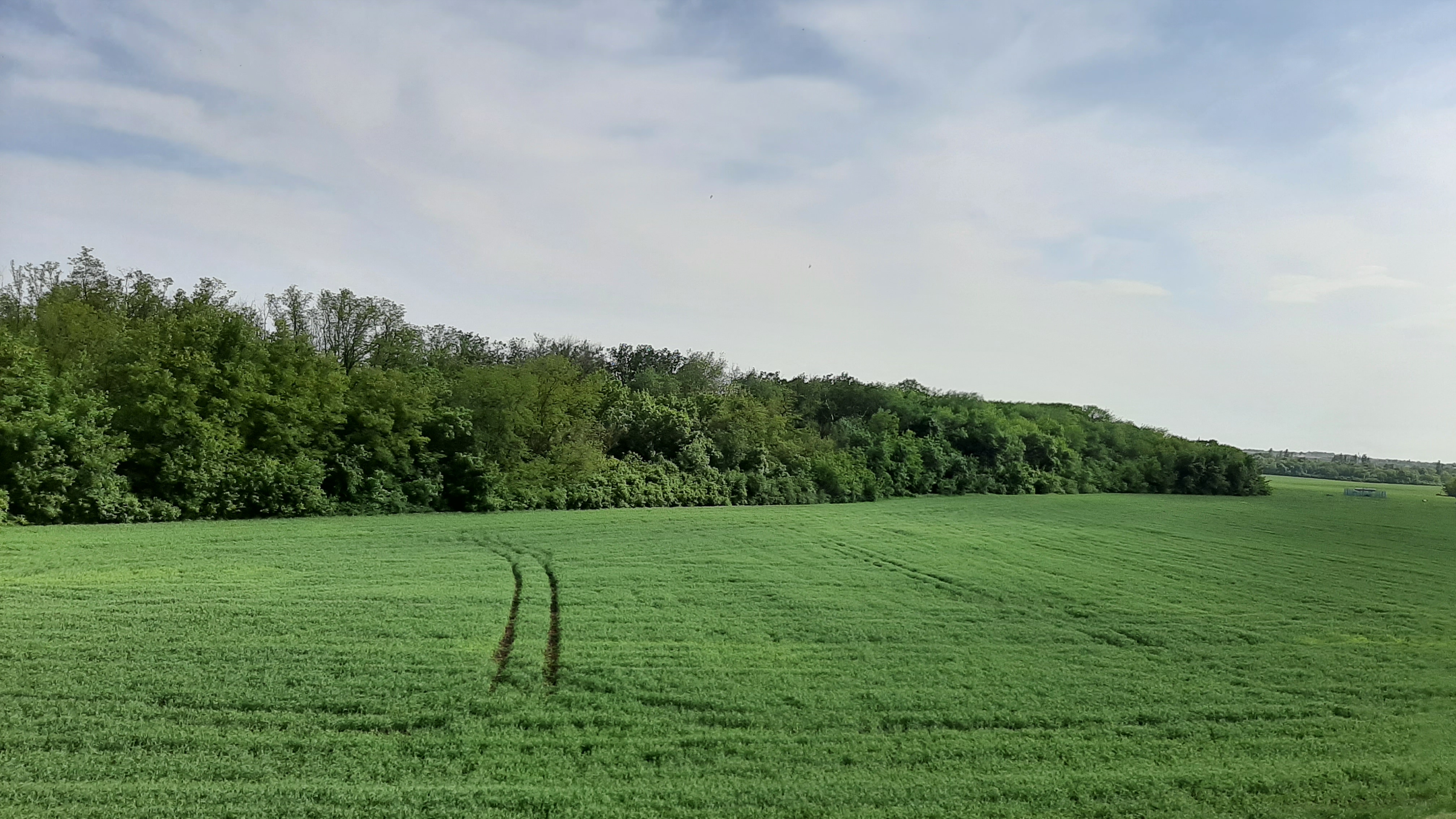 Free photo The summer field all in green grass