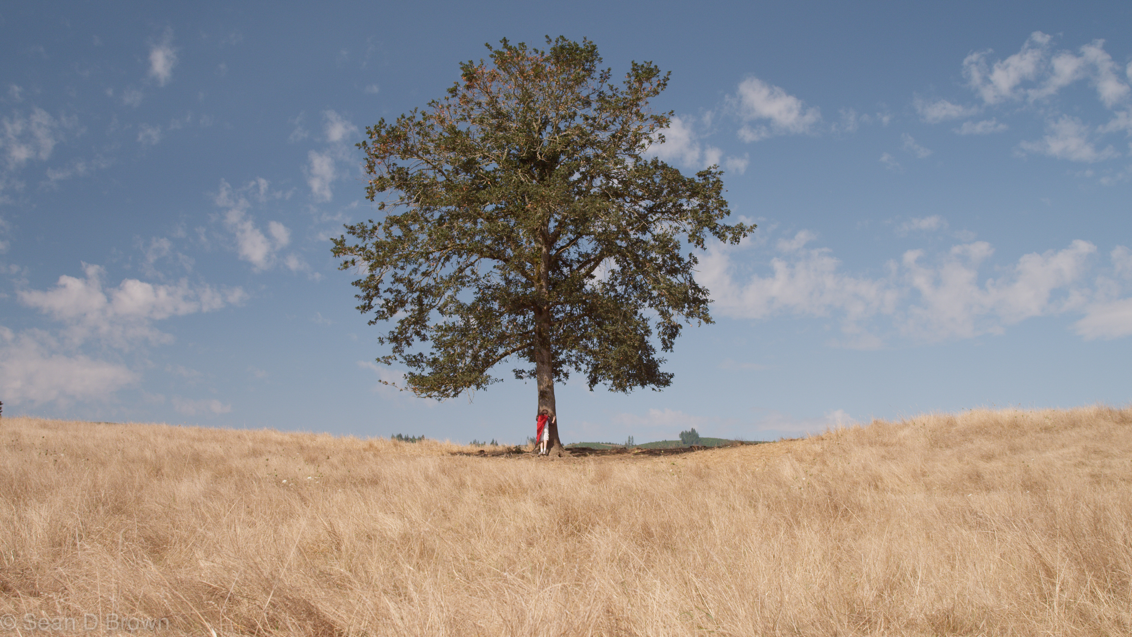 Free photo A lone tree in a field with dry grass