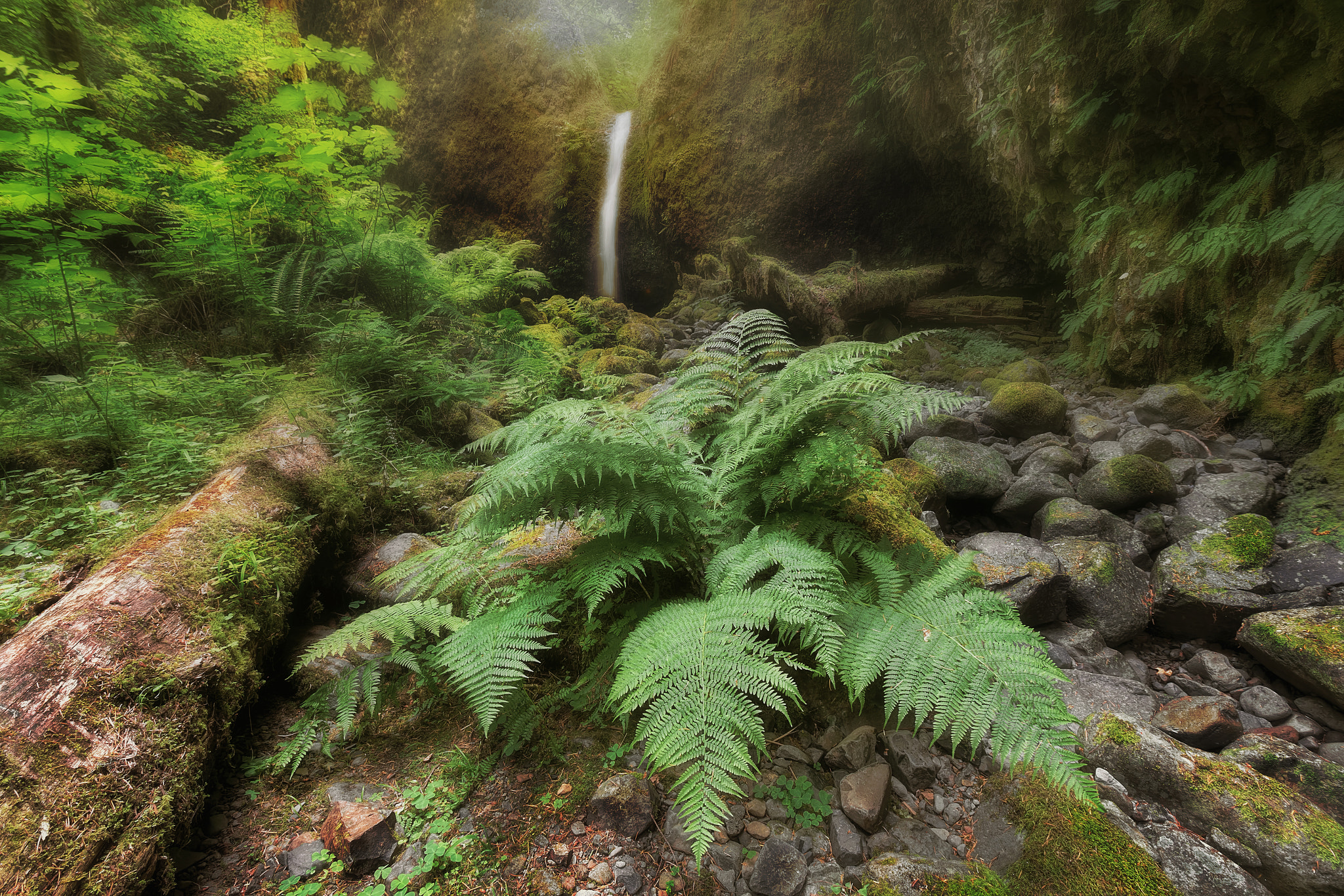 Wallpapers Fern waterfall stream on the desktop