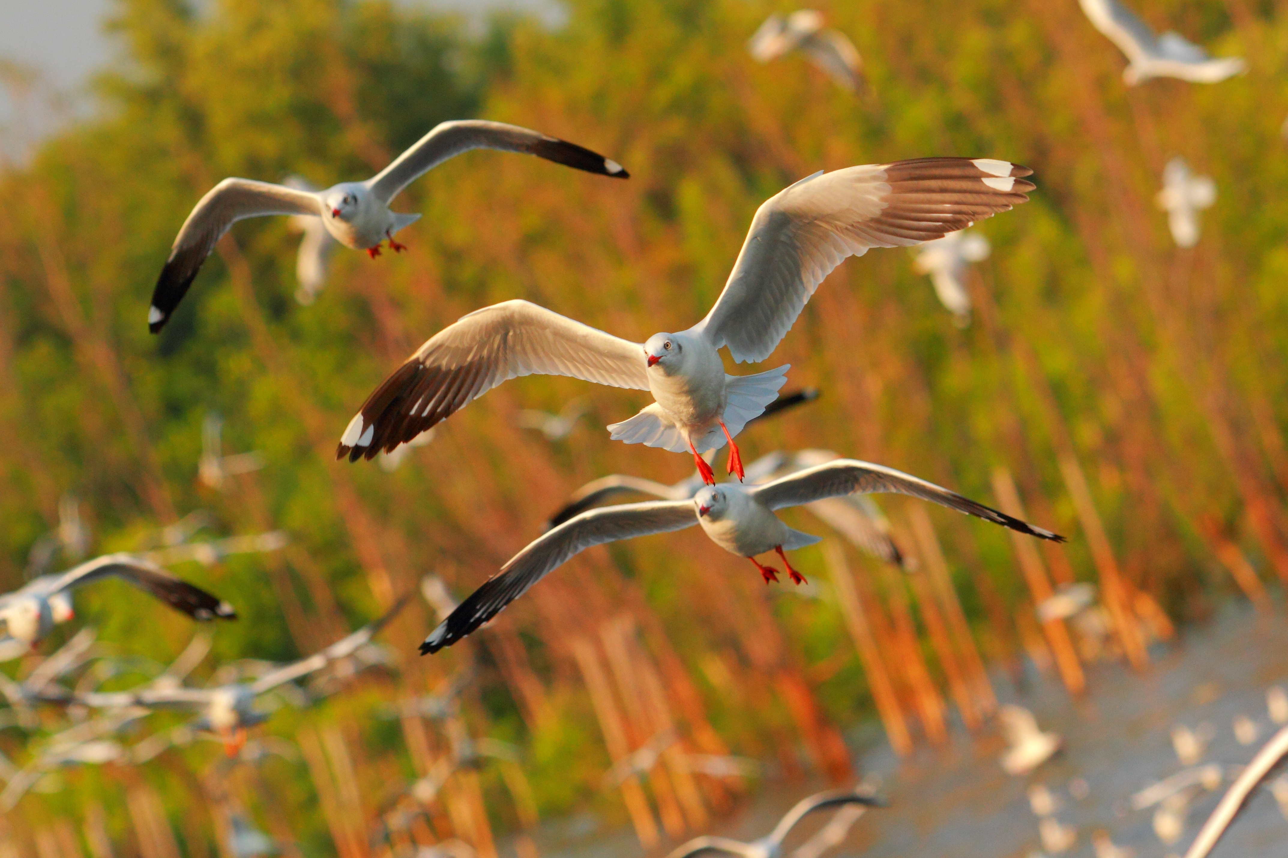 Free photo A flock of seagulls in the air