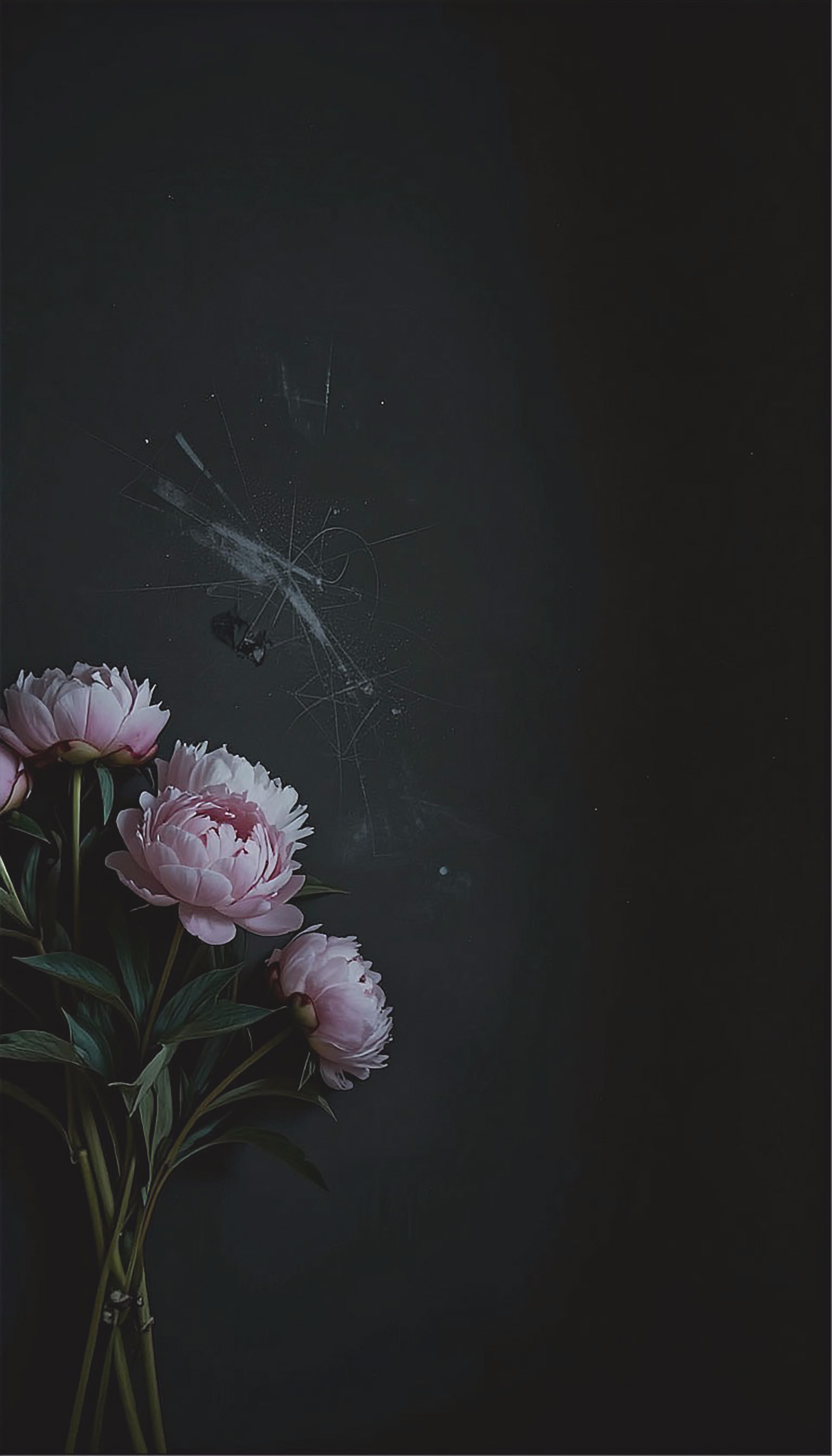 Free photo Aesthetics of spring