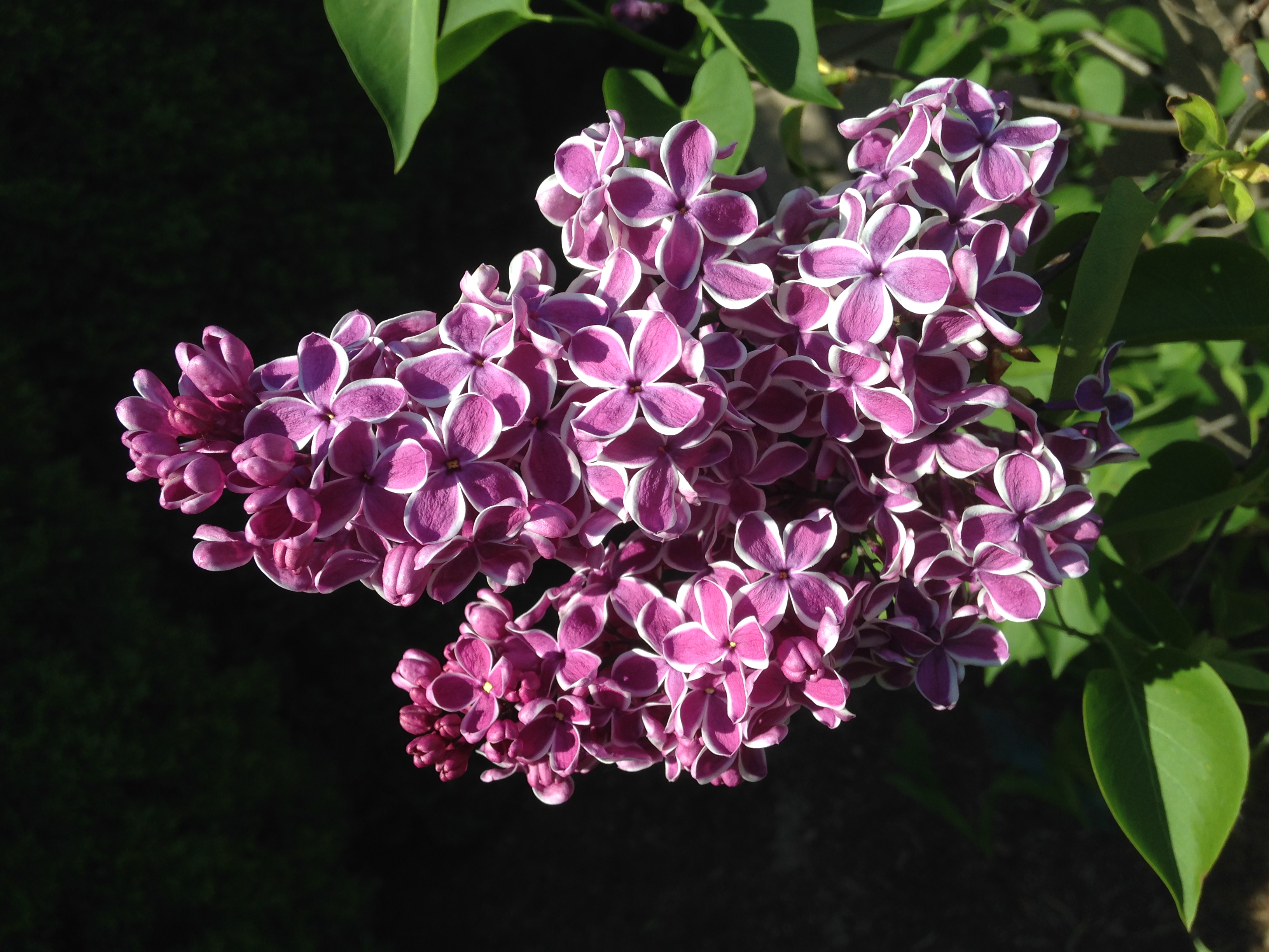 Wallpapers branch lilac flowers on the desktop