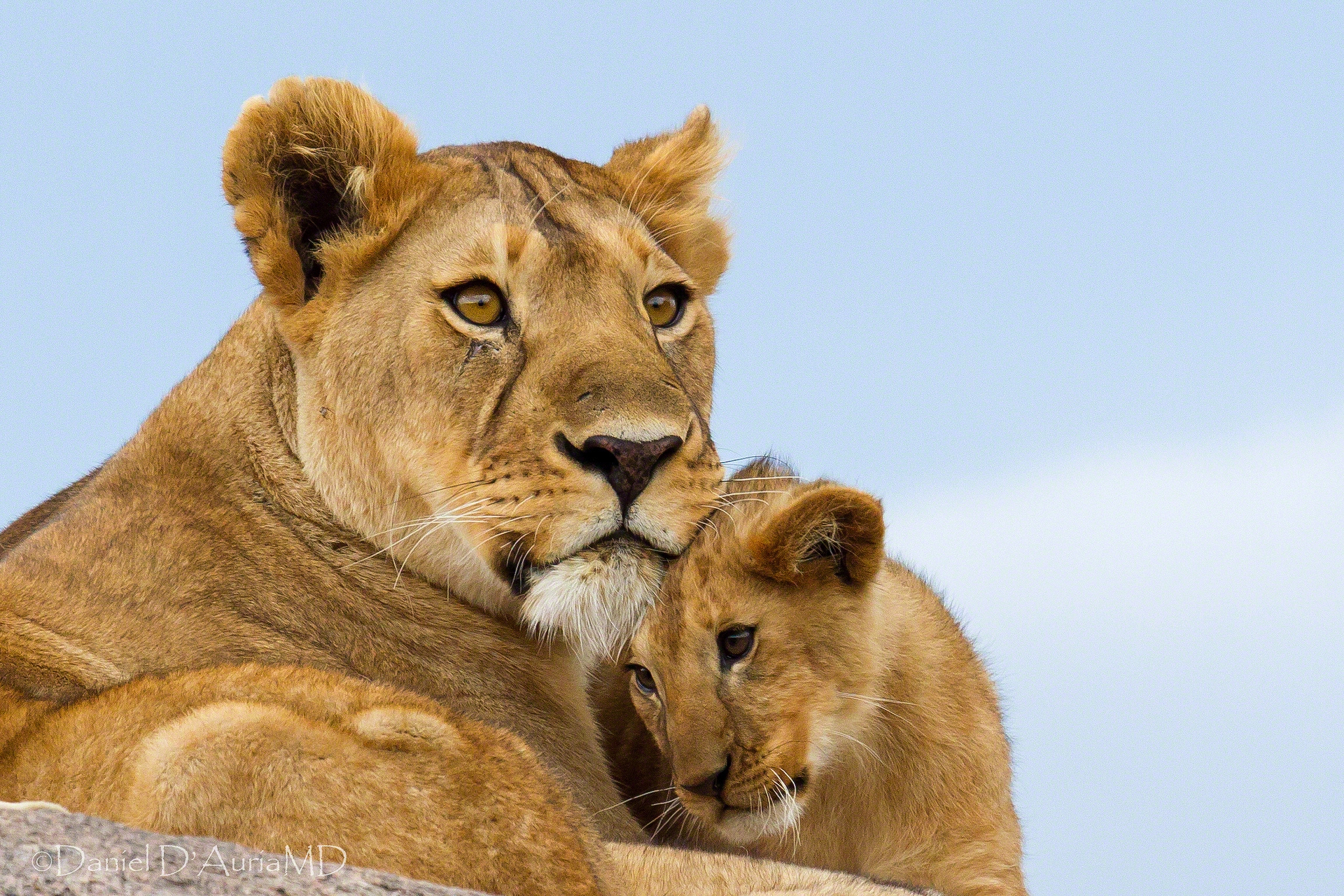 Wallpapers eyes lev wild Priroda on the desktop