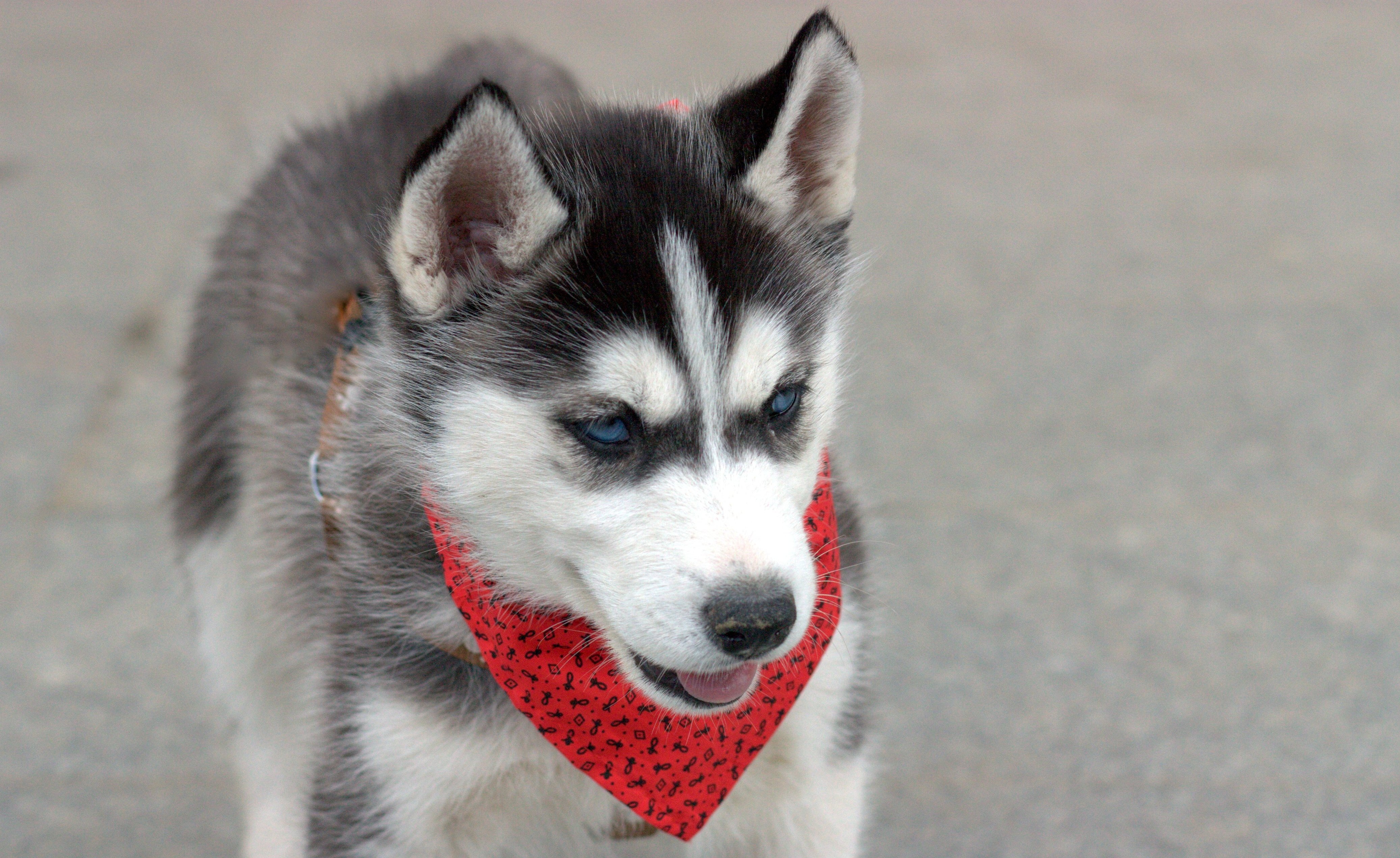 Free photo Siberian Husky puppy