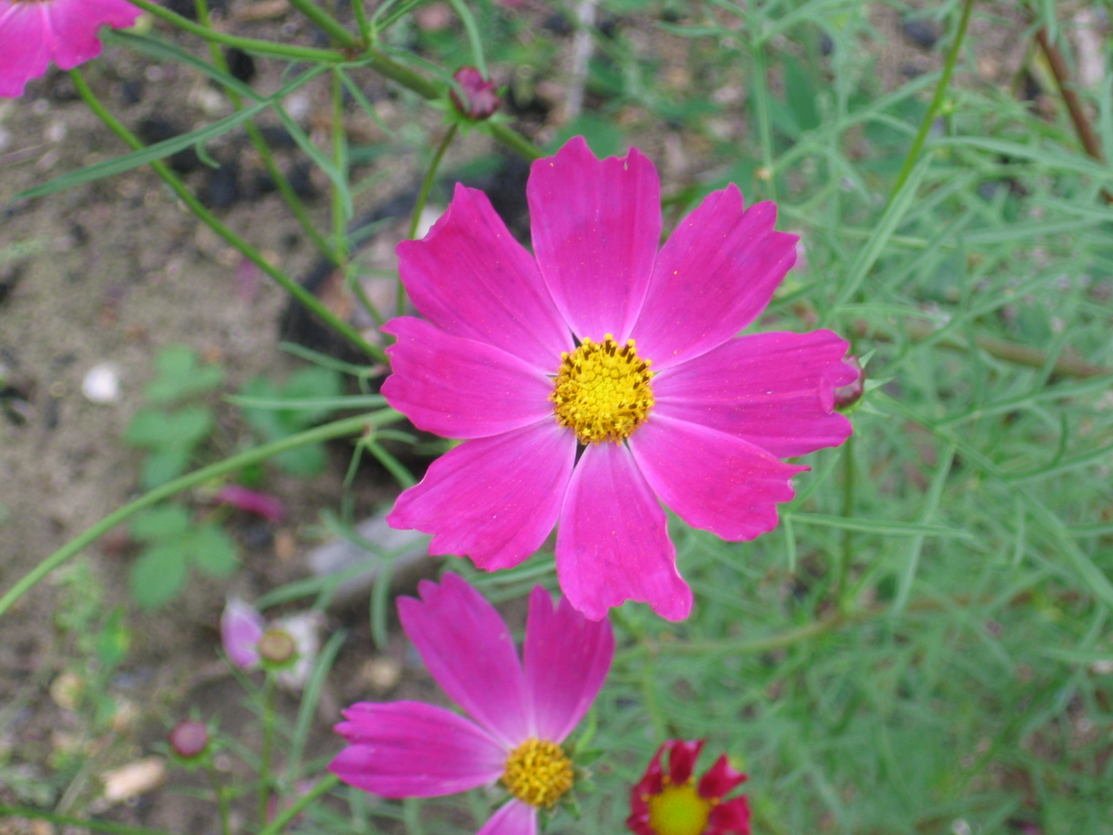 Розовые цветы & макро