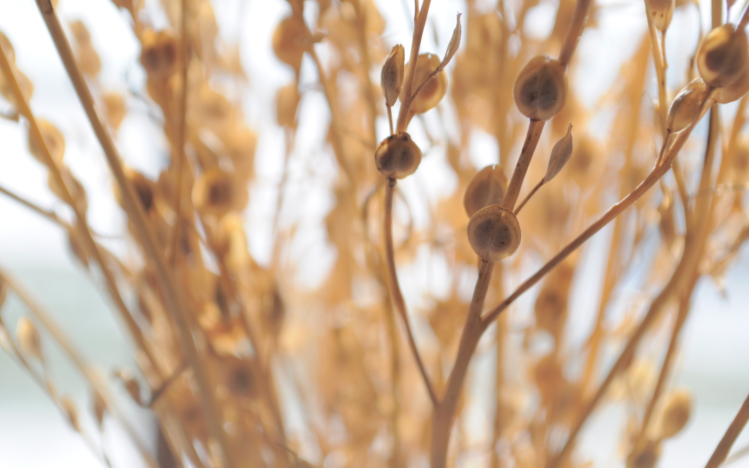 Wallpapers grass twig dry on the desktop