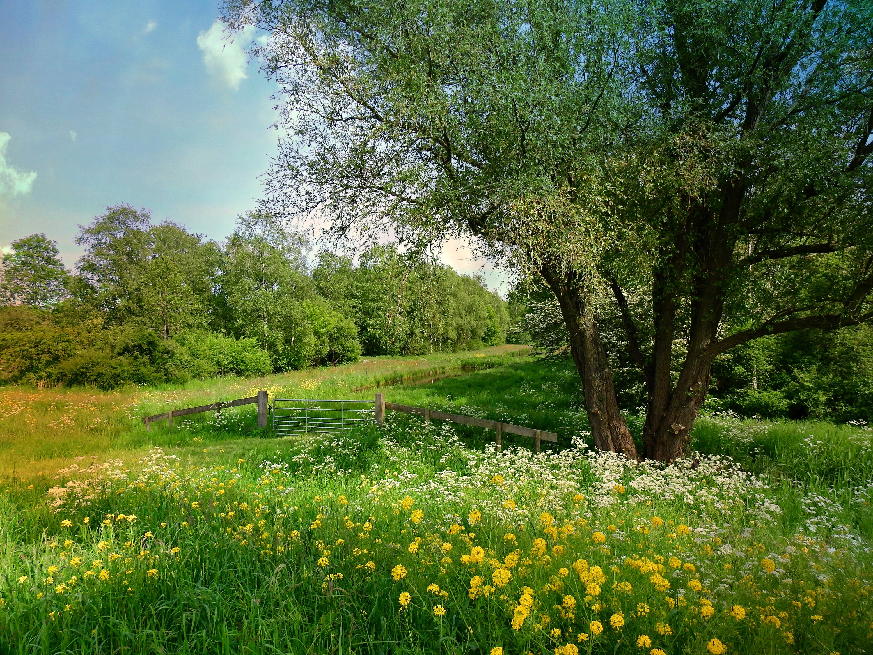 Free photo Download beautiful screensaver about flowers