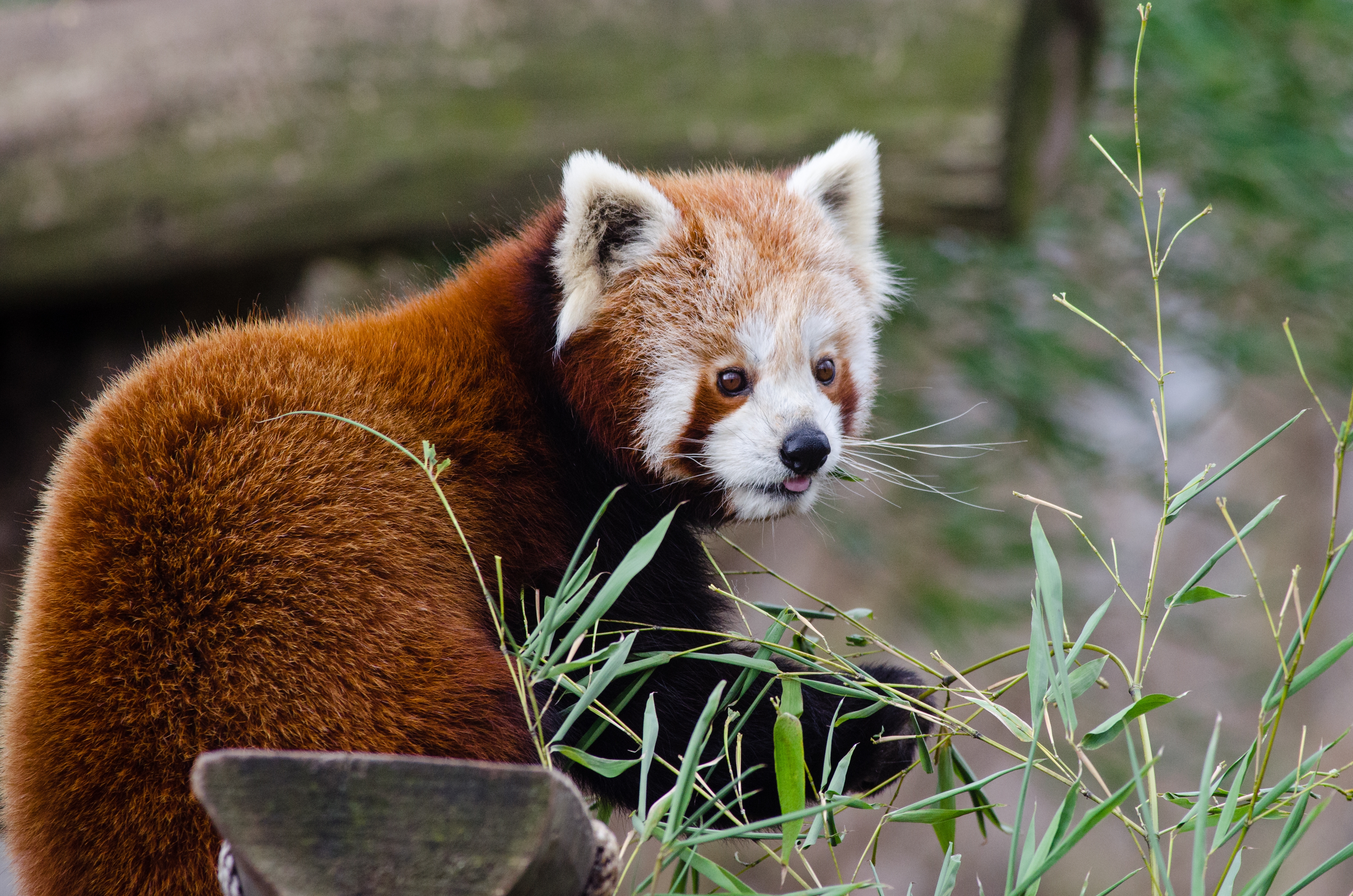 Wallpapers red panda plants fluffy on the desktop