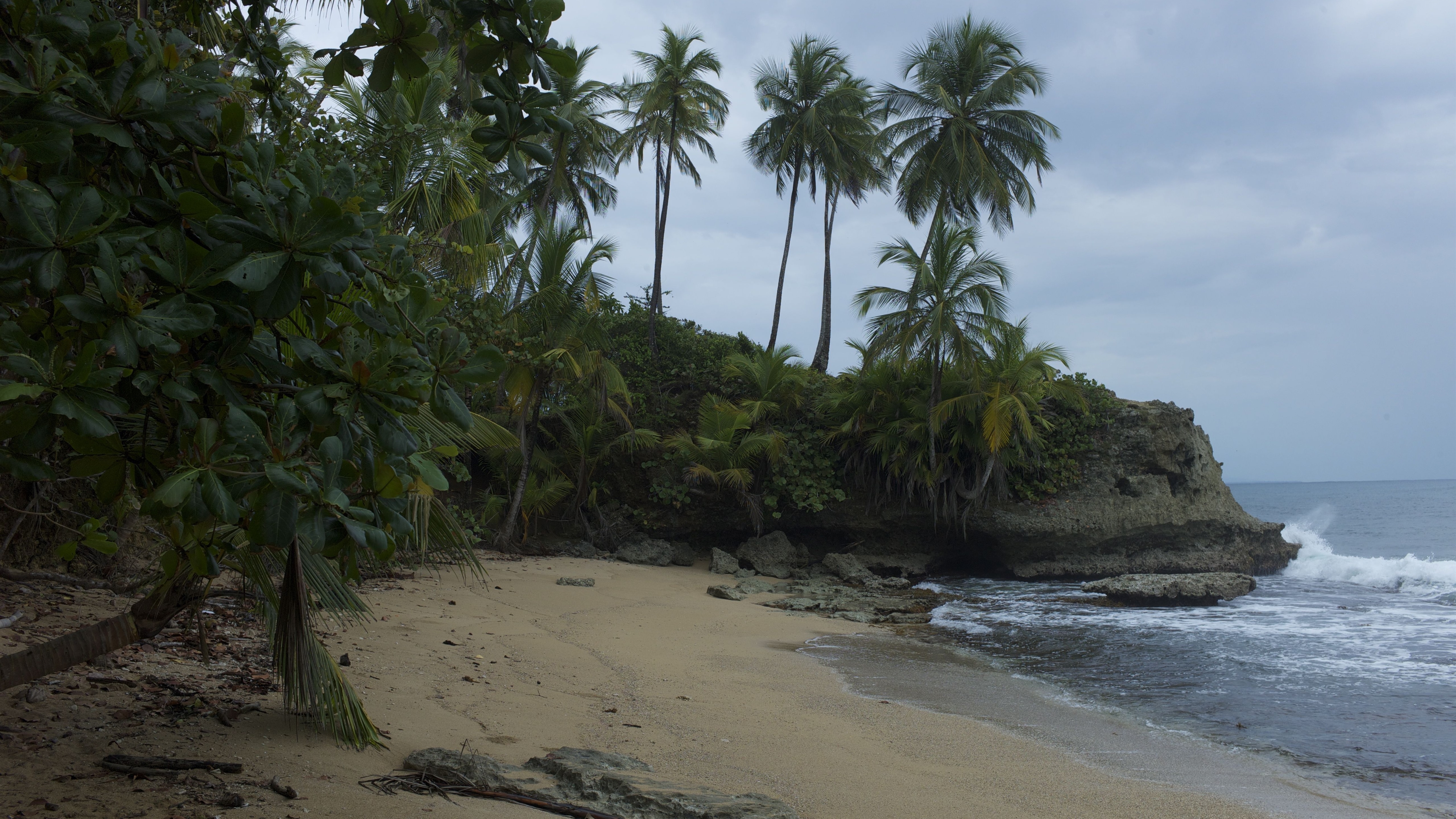 Free photo A cloudy day on a beach with palm trees