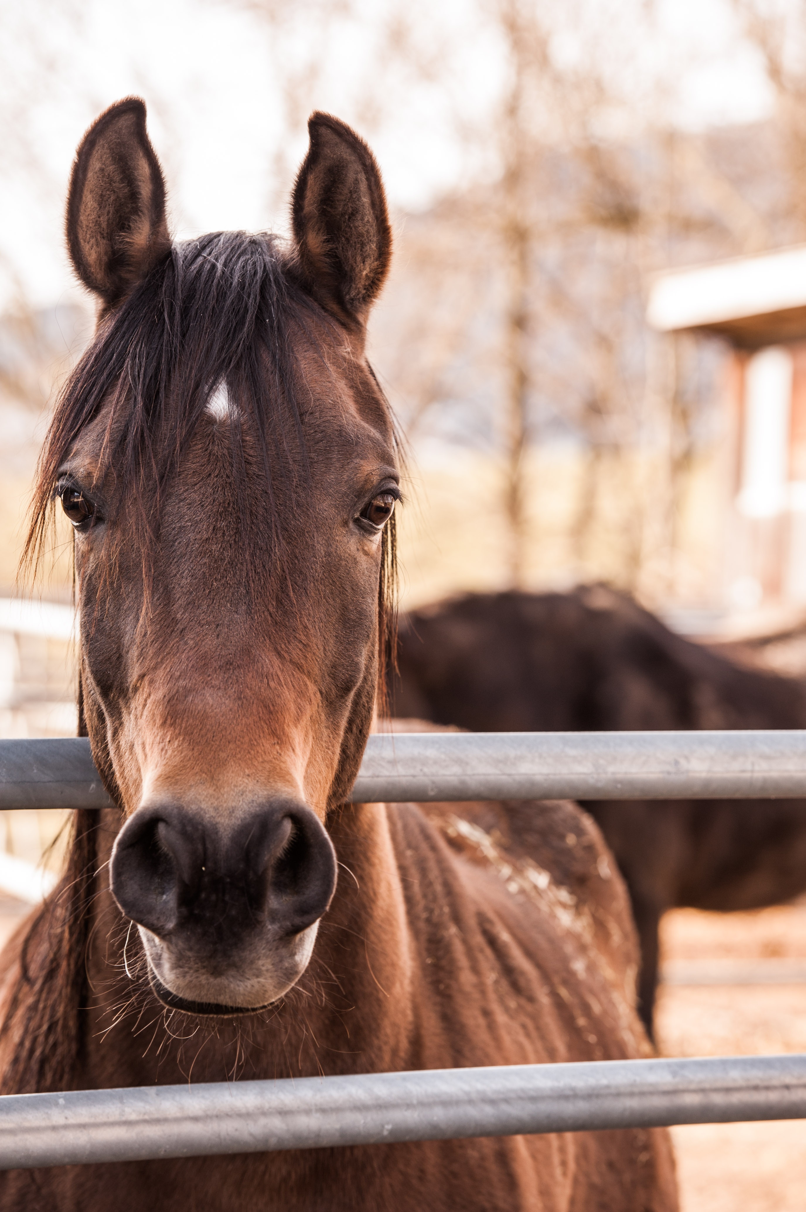 Wallpapers horse mammal stallion on the desktop