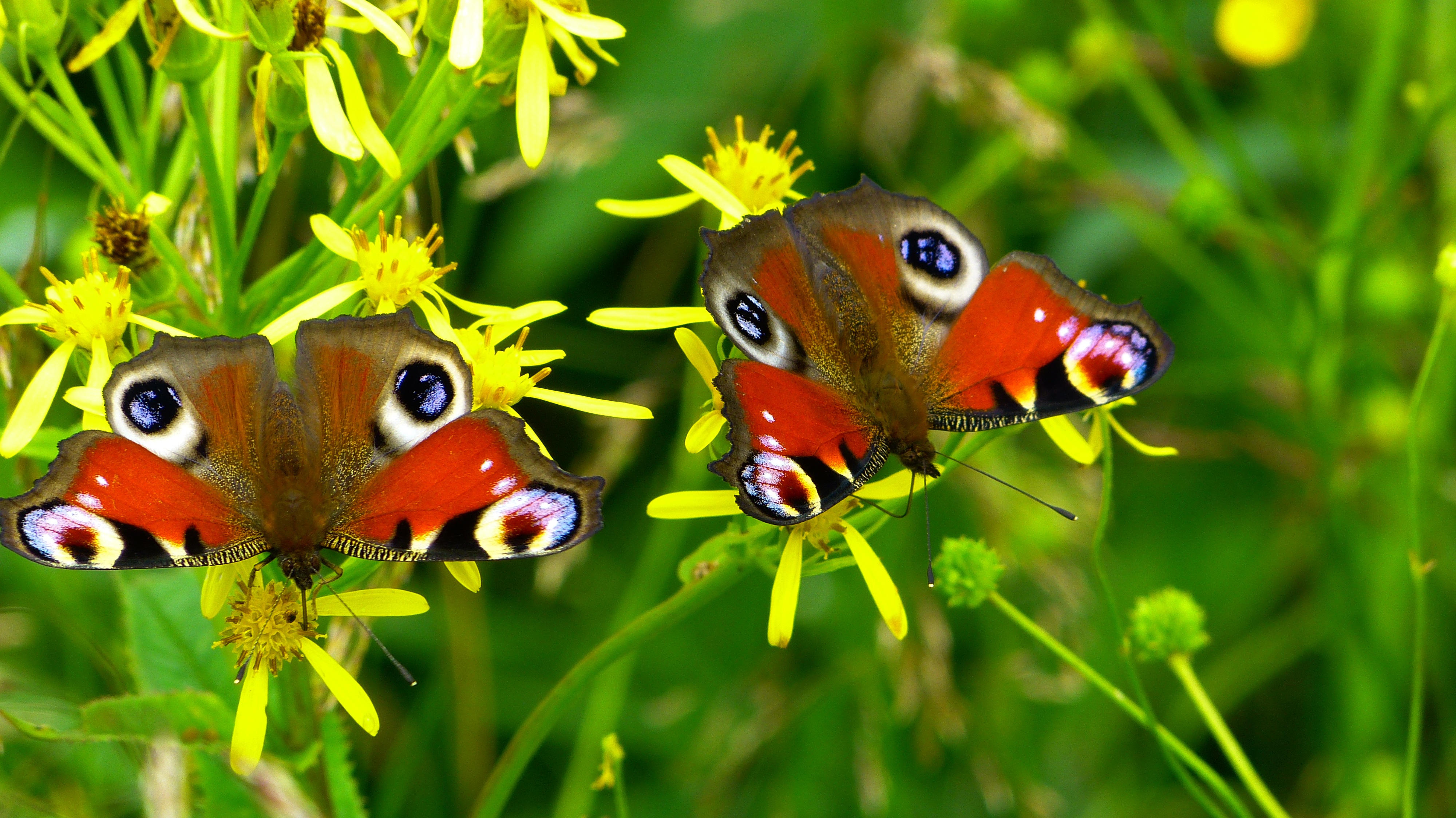 两只翅膀颜色漂亮的蝴蝶坐在草地上
