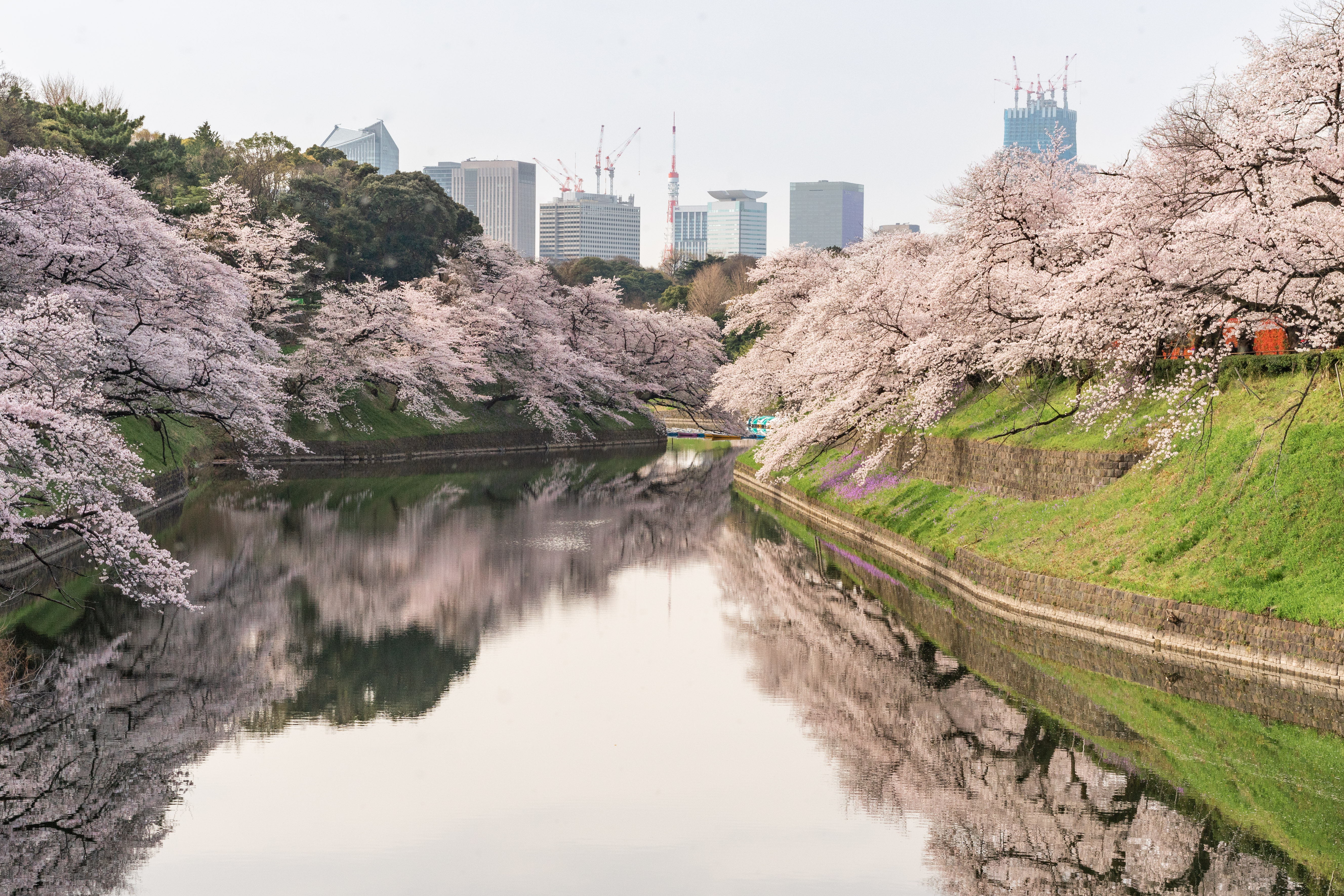 沿河生长的美丽樱花树