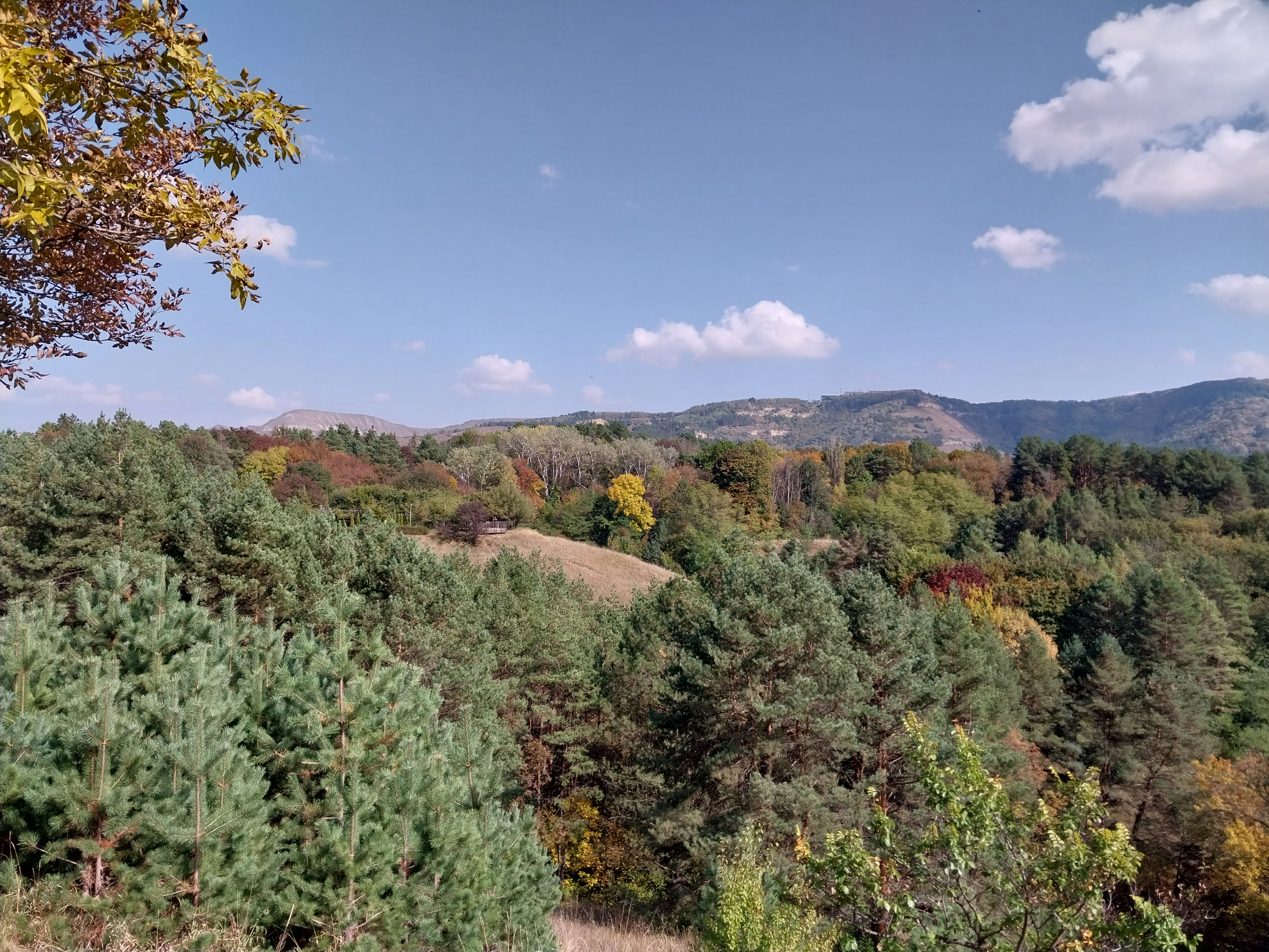 Free photo A forest landscape in October