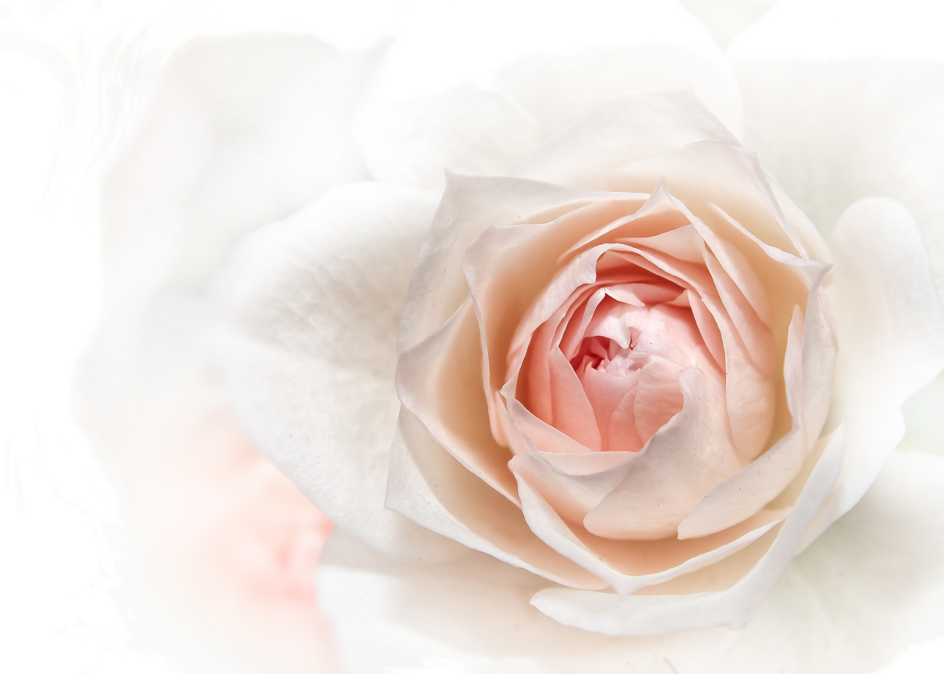 Wallpapers hand nature blossom on the desktop