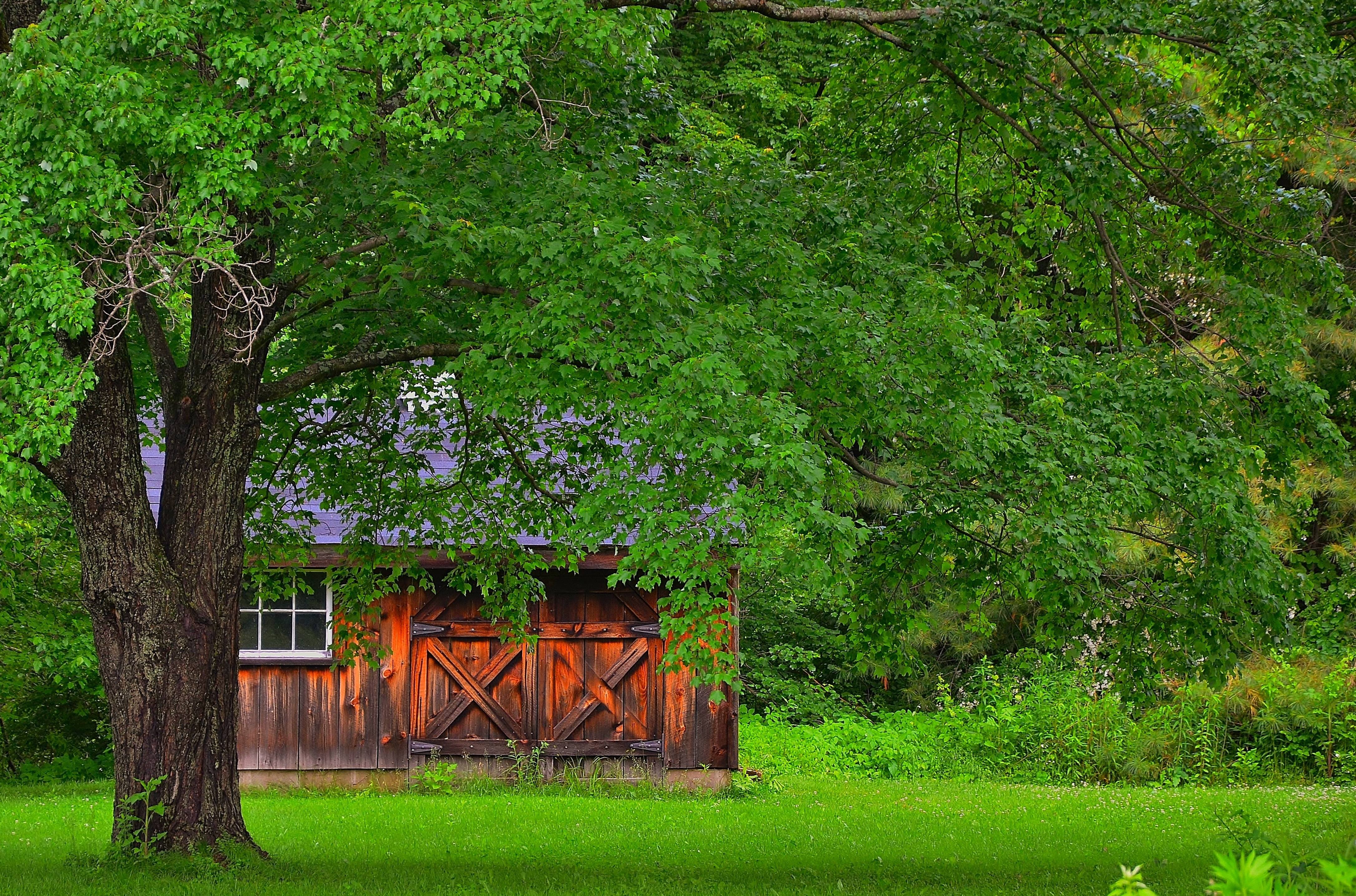 Free photo The house behind the tree