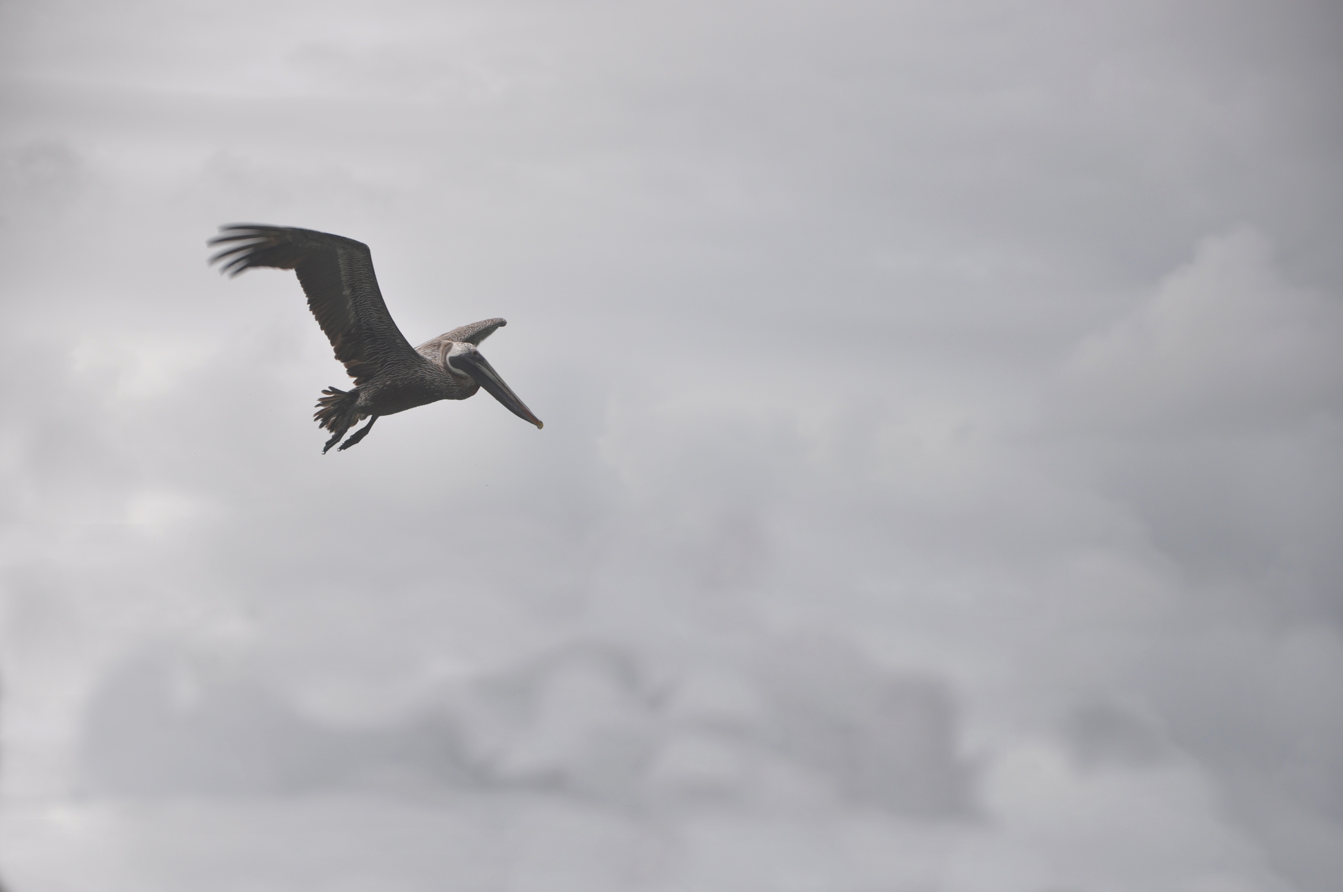 Free photo Pelican in the sky