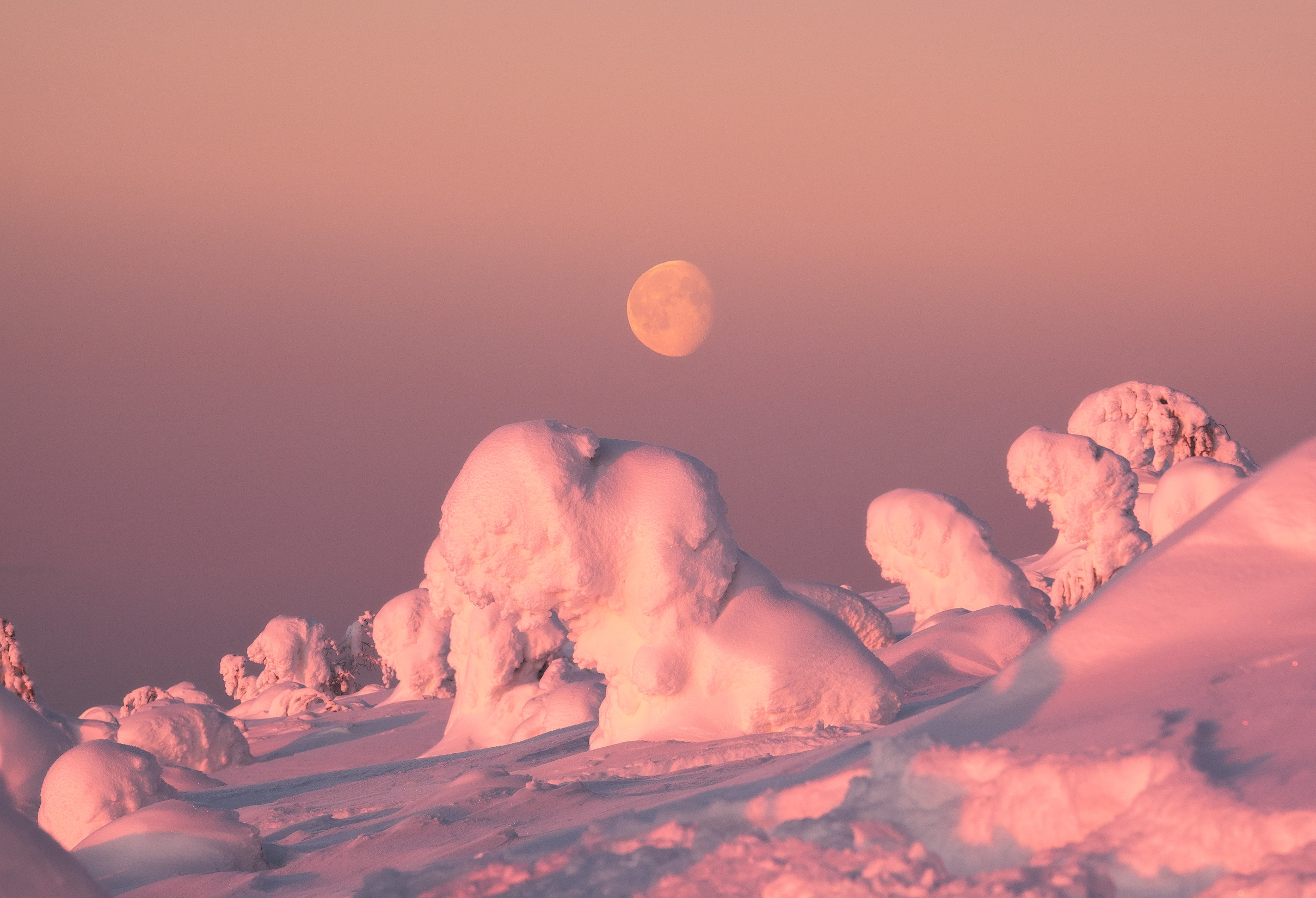 Free photo Snow lions under the moonlight