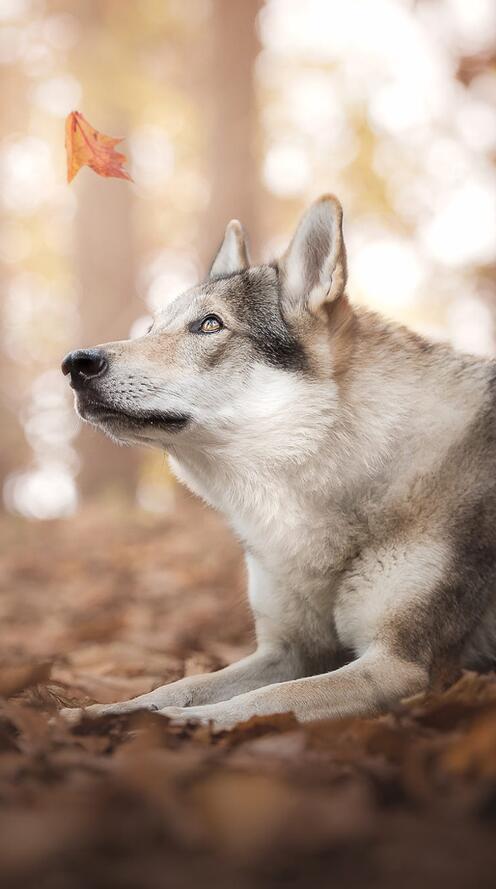 Бесплатное фото Листопад и волкособ