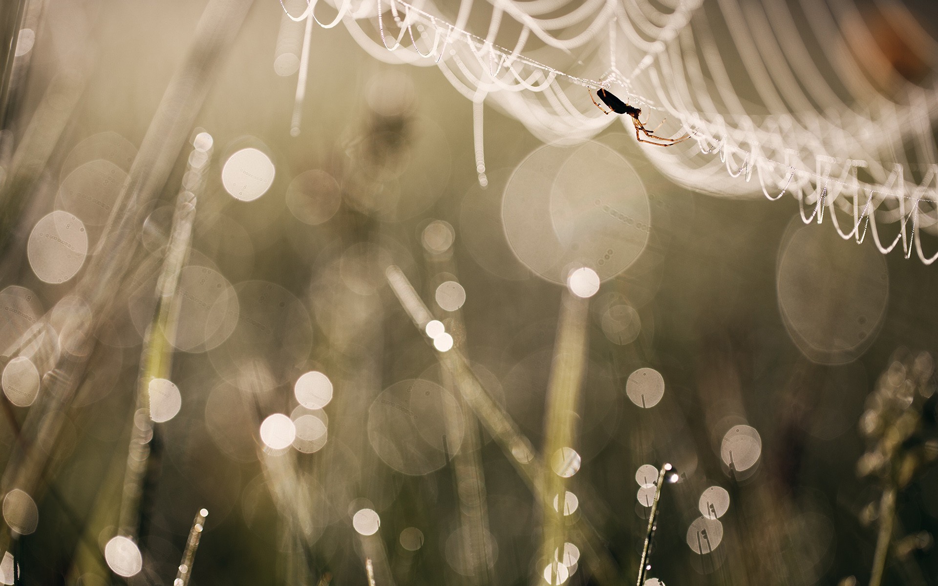 Wallpapers sunlight animals photography on the desktop