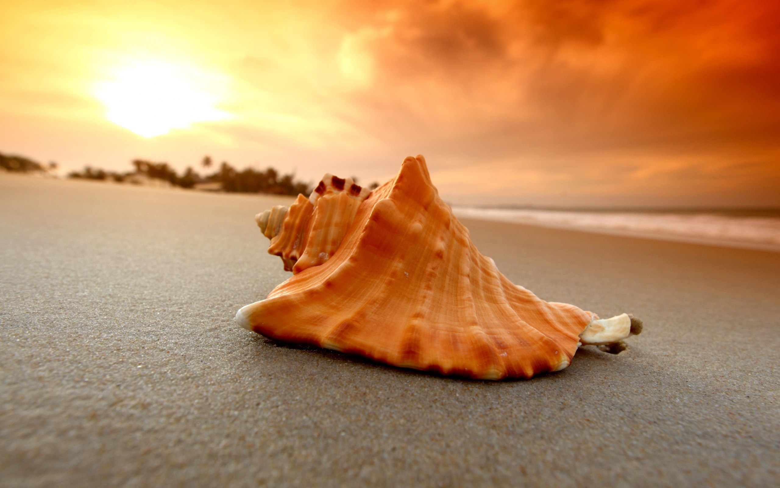 A seashell on a sandy beach