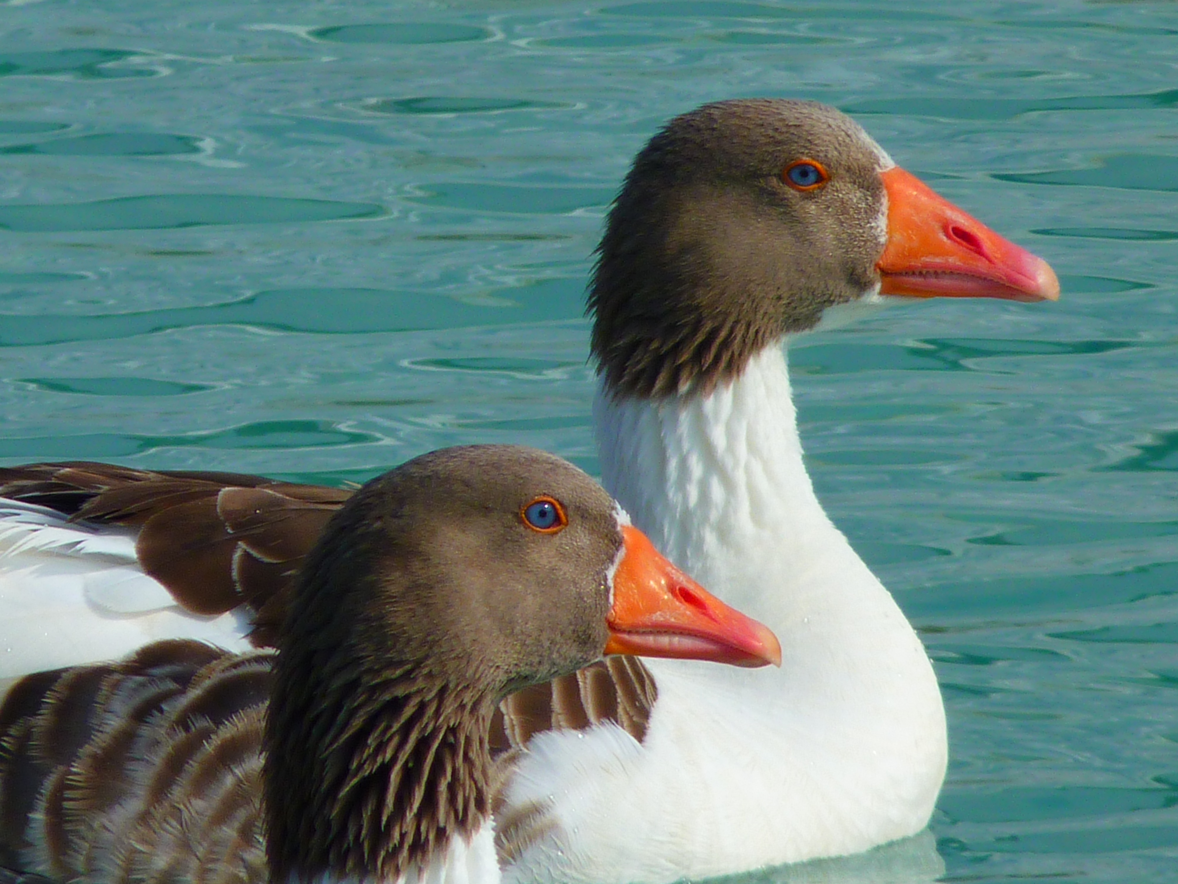 Free photo Blue-eyed geese swimming on the lake