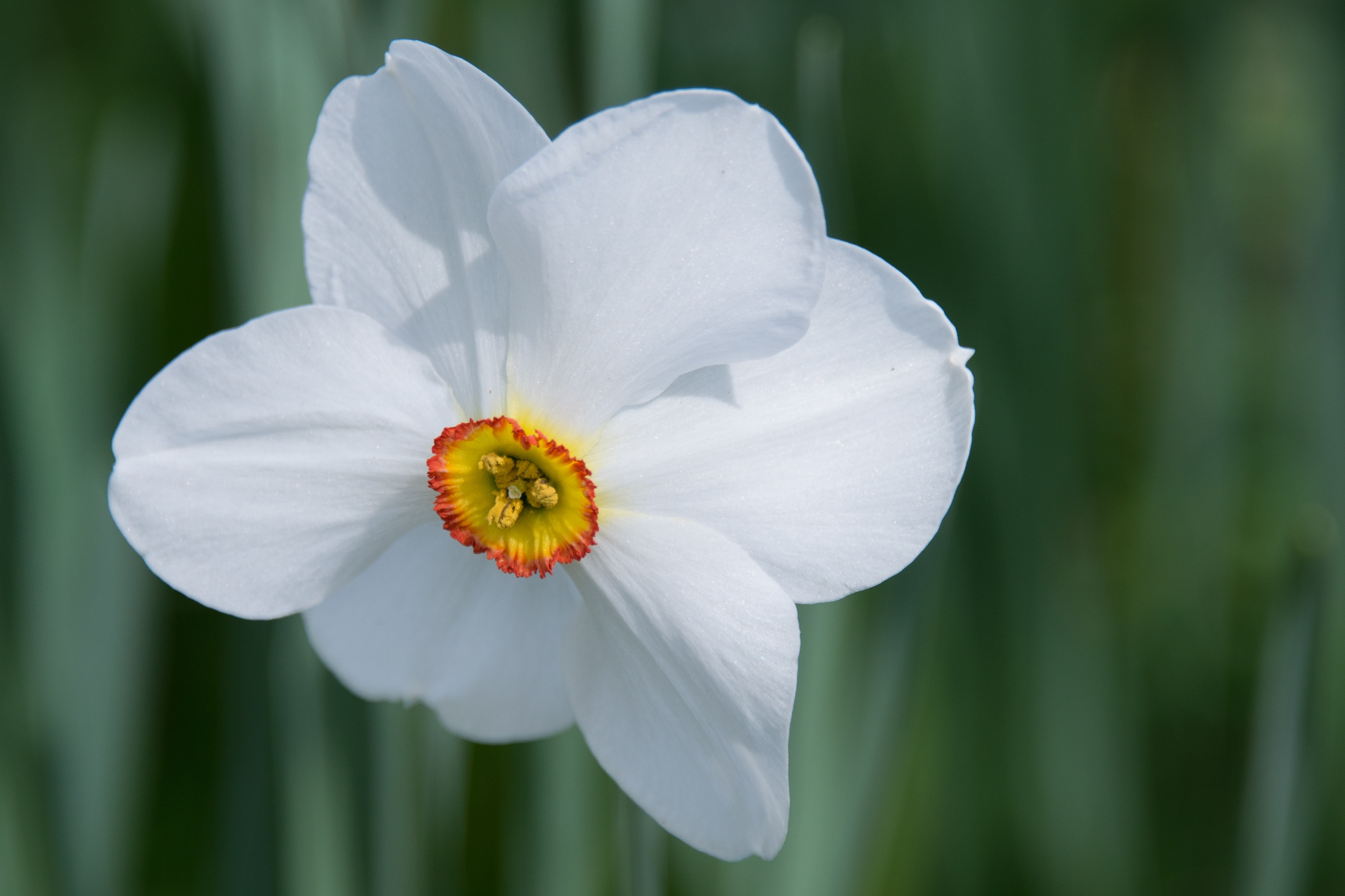 The white petals of a narcissus flower